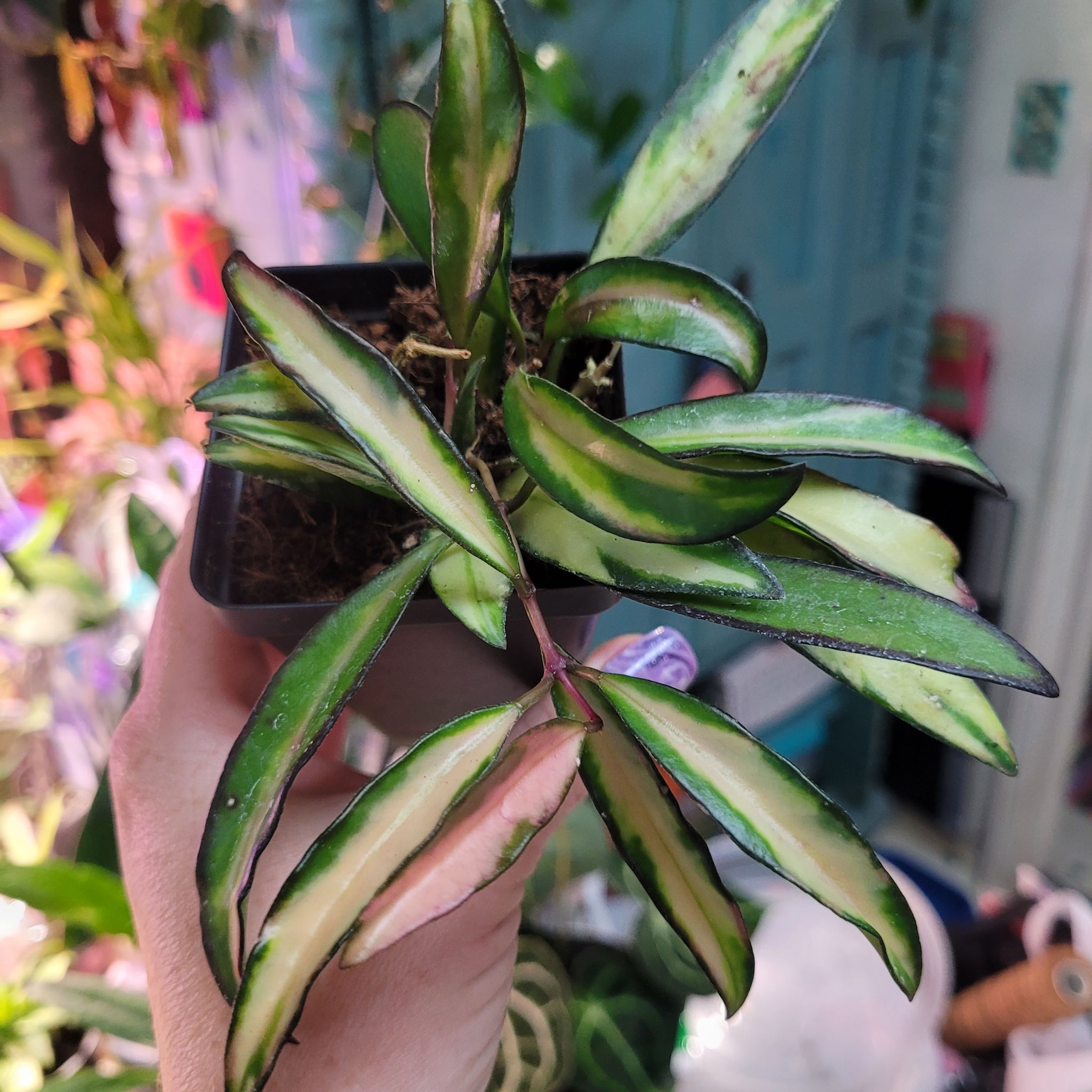 Photo of the plant species Hoya Wayetti by @breezyx7 named H. Wayetti Variegated yaya on Greg, the plant care app
