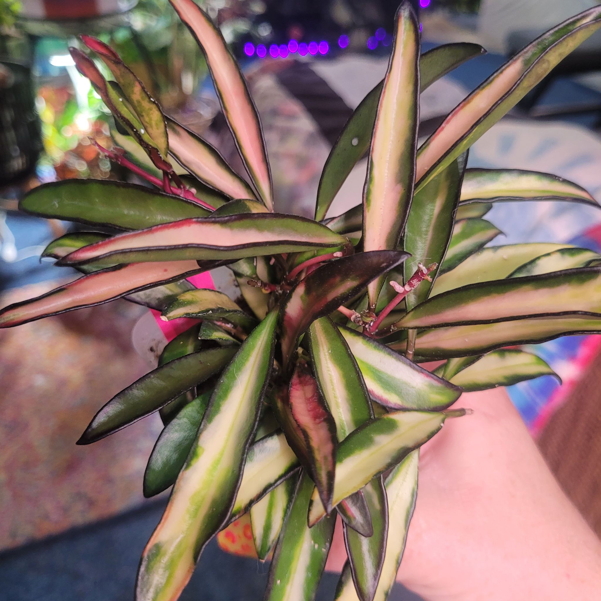 Photo of the plant species Hoya Wayetti by @breezyx7 named H. Wayetti Variegated yaya on Greg, the plant care app