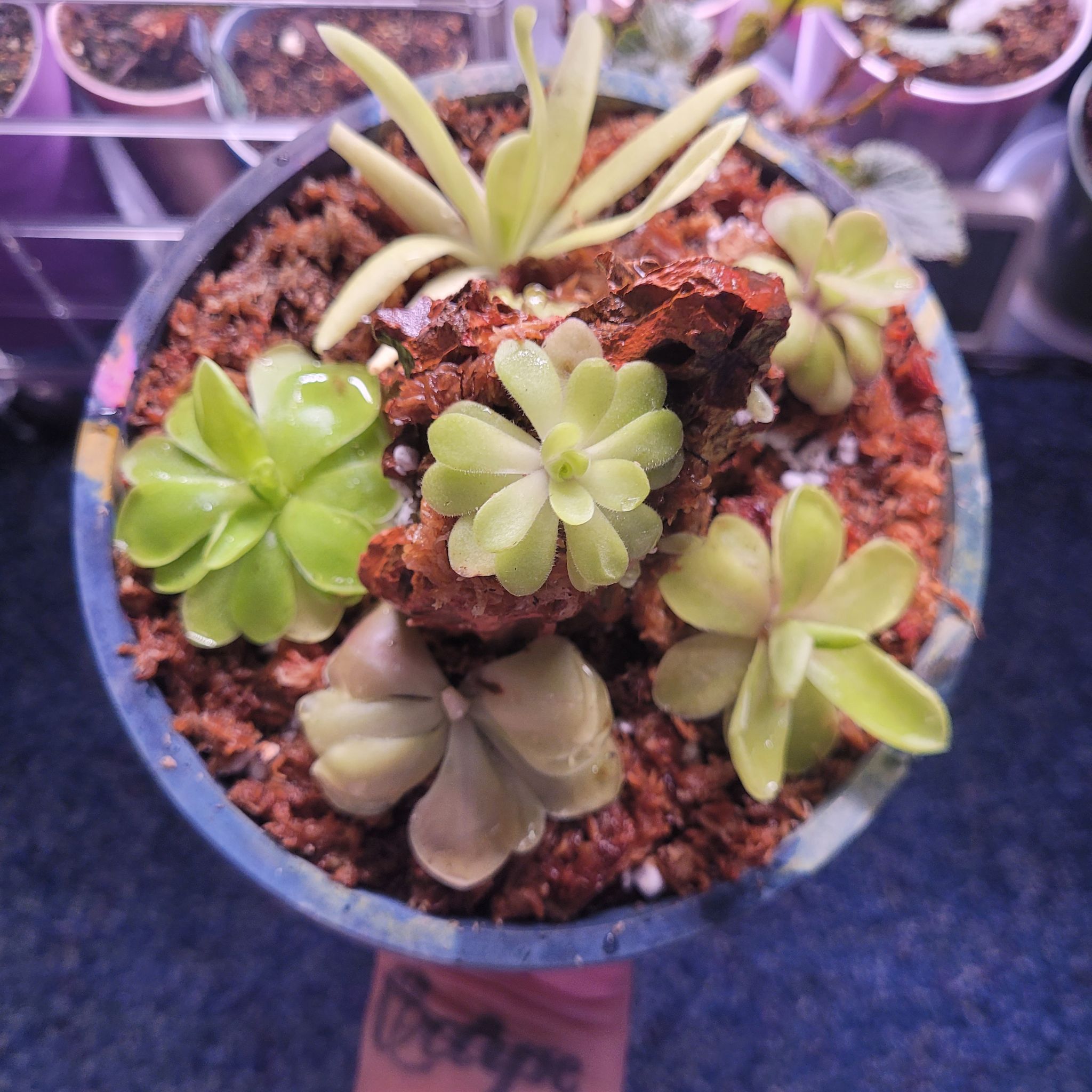 Photo of the plant species Razzberry Blonde Butterwort by @breezyx7 named Pingdom Dragonstone on Greg, the plant care app