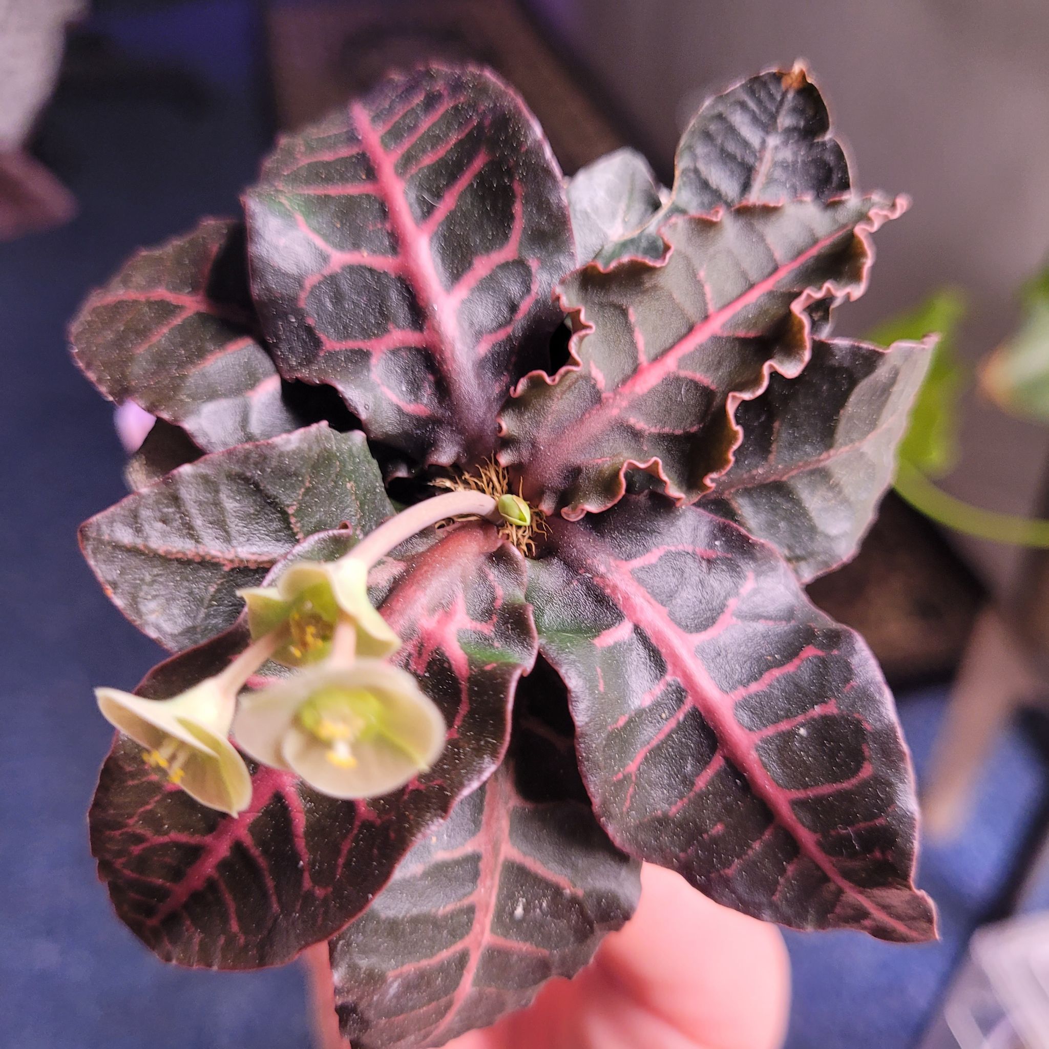 Photo of the plant species Euphorbia francoisii by @breezyx7 named Euphorbia Francoisii on Greg, the plant care app