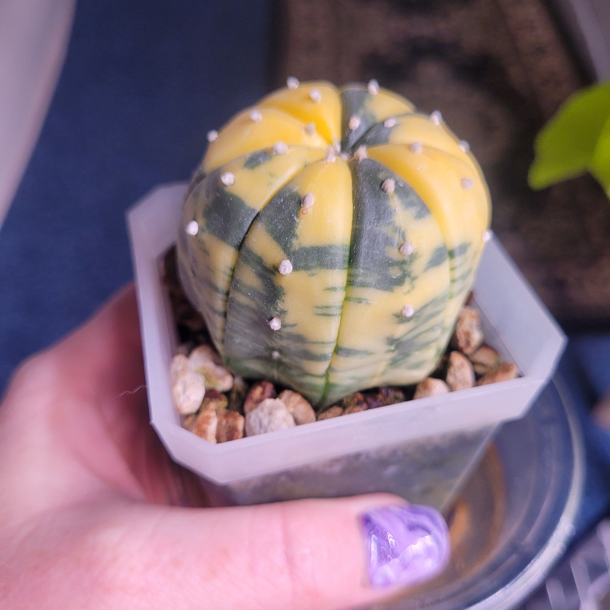 Photo of the plant species Sand Dollar Cactus by @breezyx7 named Asterias Variegata on Greg, the plant care app