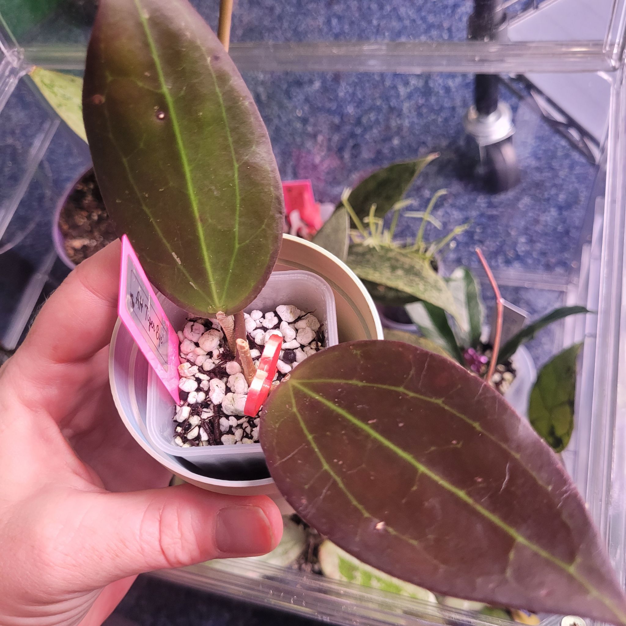 Photo of the plant species Hoya AH 'Black Magic' by @breezyx7 named H. Tiger Eye kblooms on Greg, the plant care app