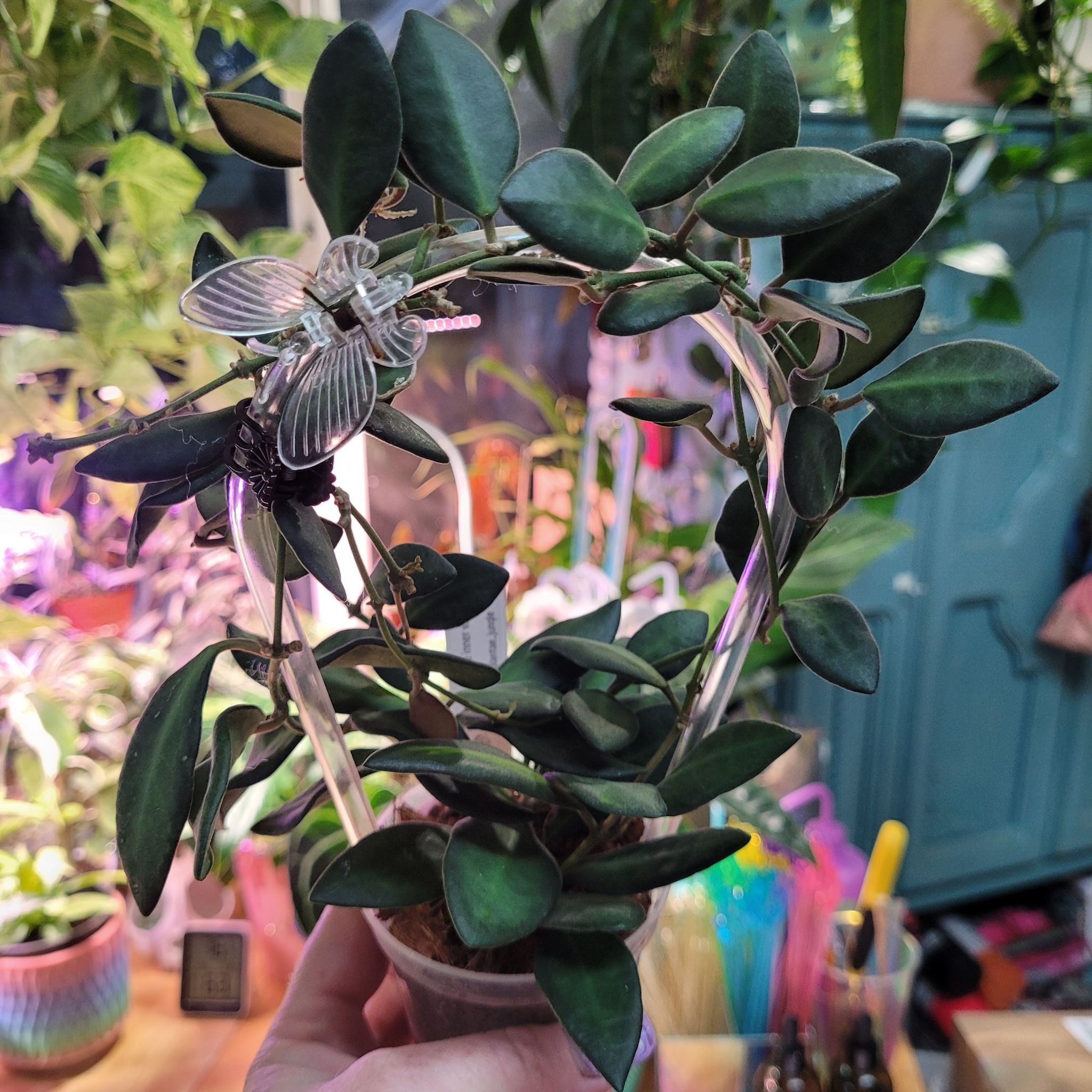 Photo of the plant species hoya burtoniae variegata by @breezyx7 named H. Burtoniae variegated plantae on Greg, the plant care app