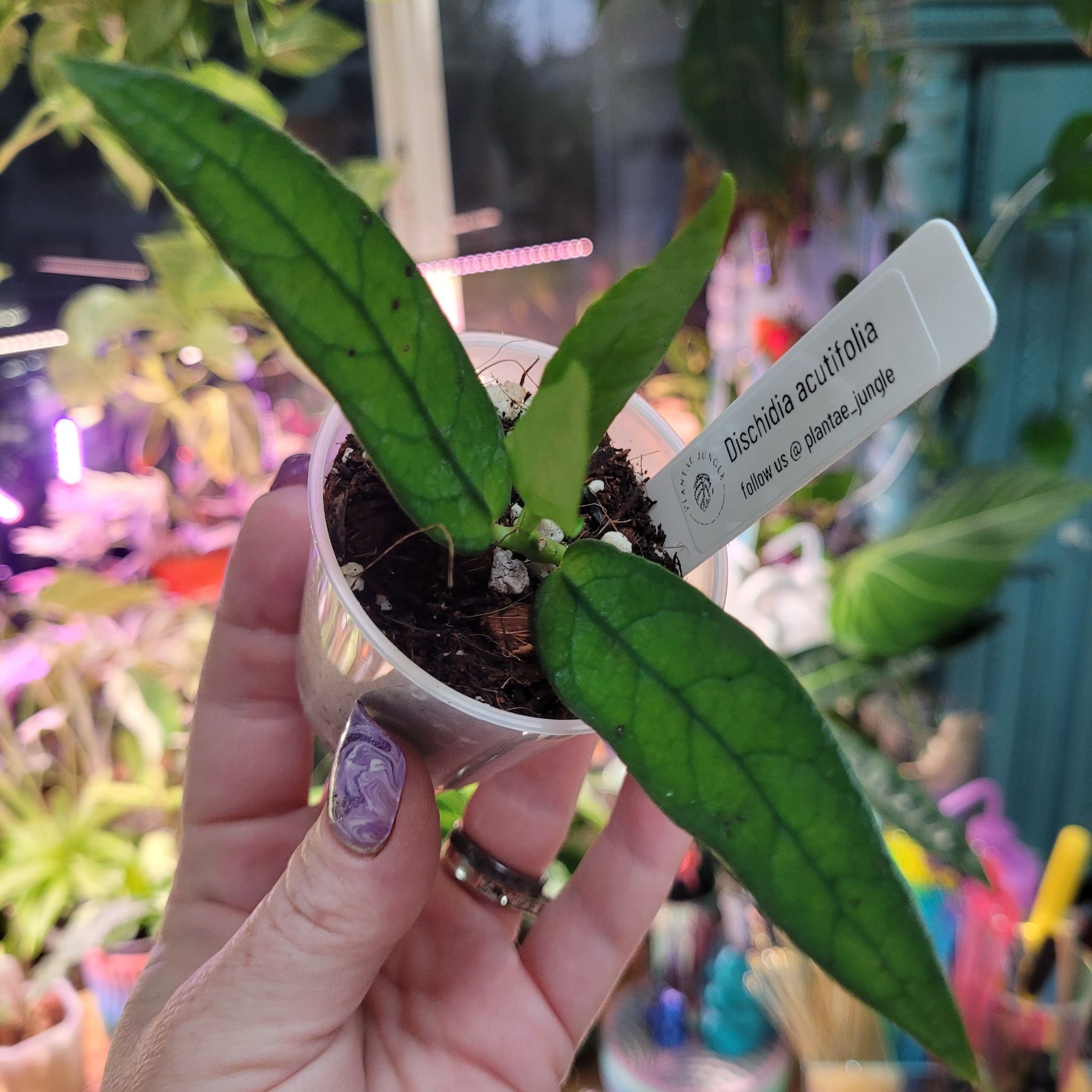 Photo of the plant species Dischidia acutifolia by @breezyx7 named Dischidia acutifolia on Greg, the plant care app