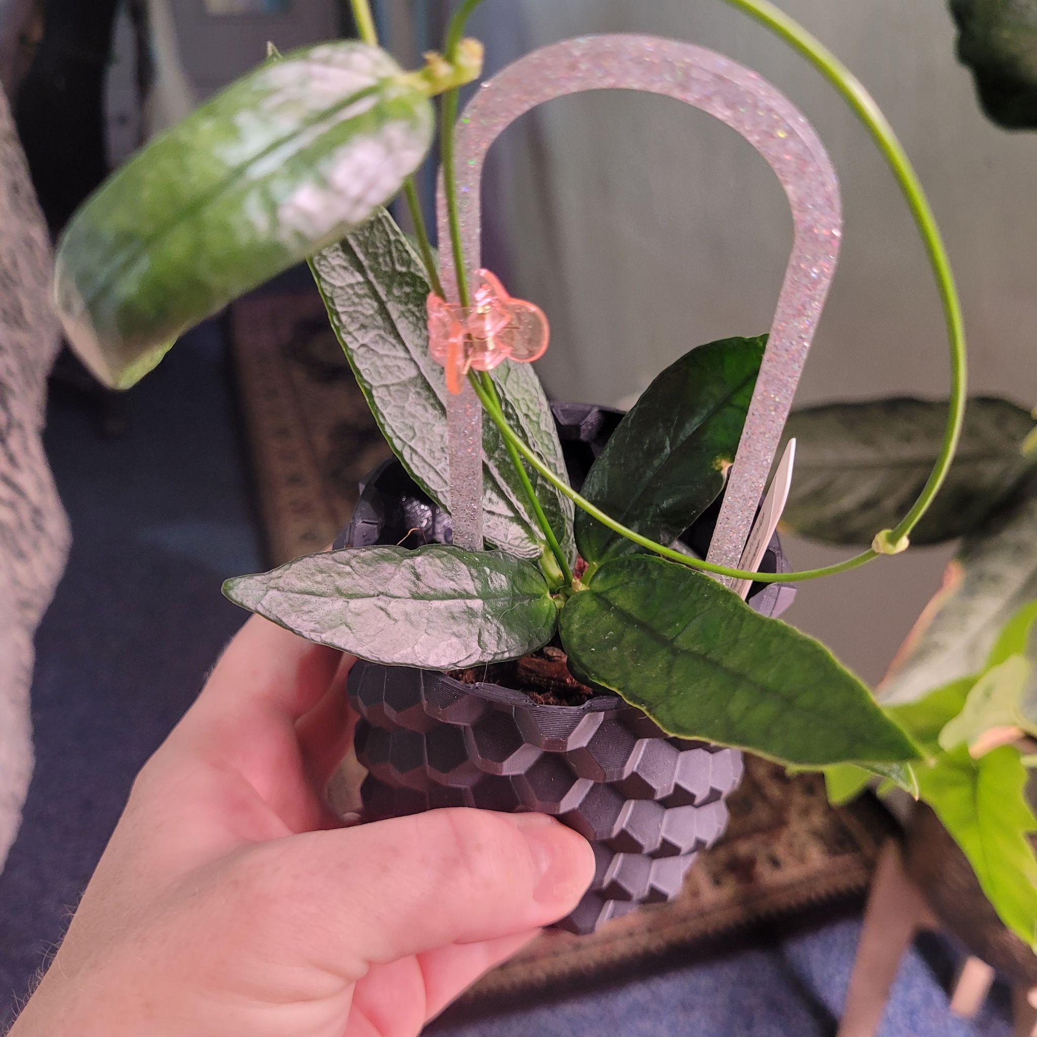 Photo of the plant species Dischidia acutifolia by @breezyx7 named Dischidia acutifolia on Greg, the plant care app