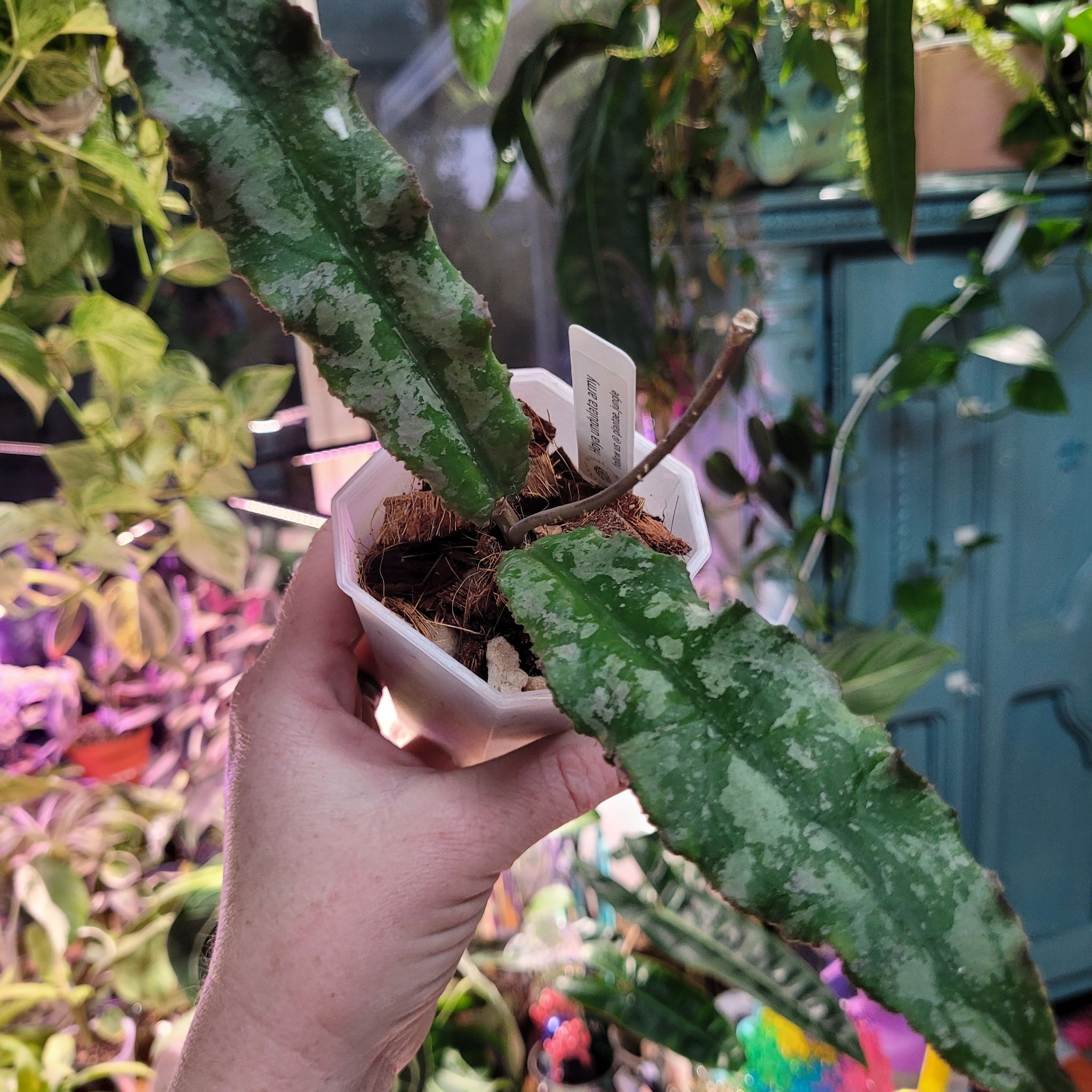 Photo of the plant species Hoya undulata by @breezyx7 named H. Undulata army on Greg, the plant care app