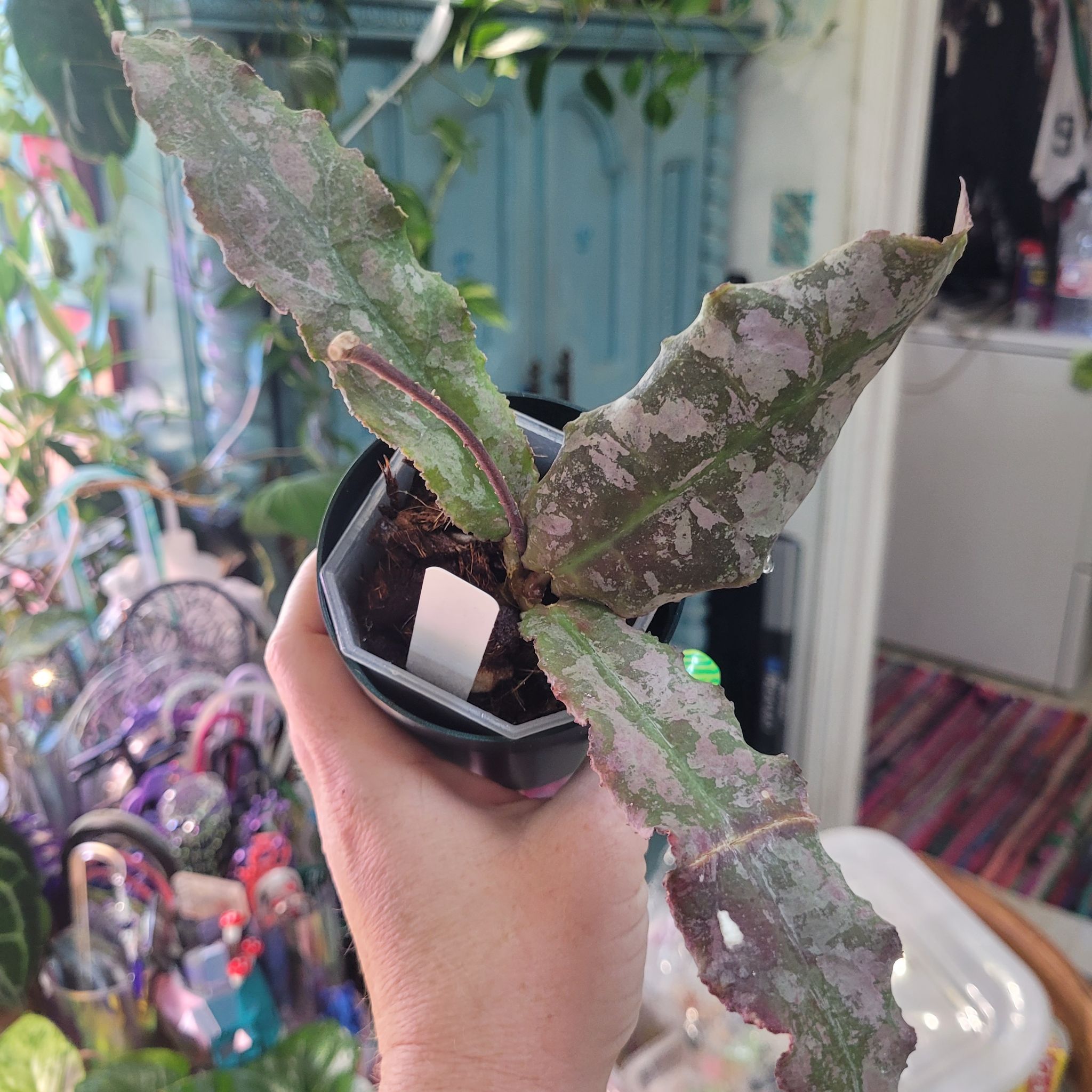 Photo of the plant species Hoya undulata by @breezyx7 named H. Undulata army on Greg, the plant care app
