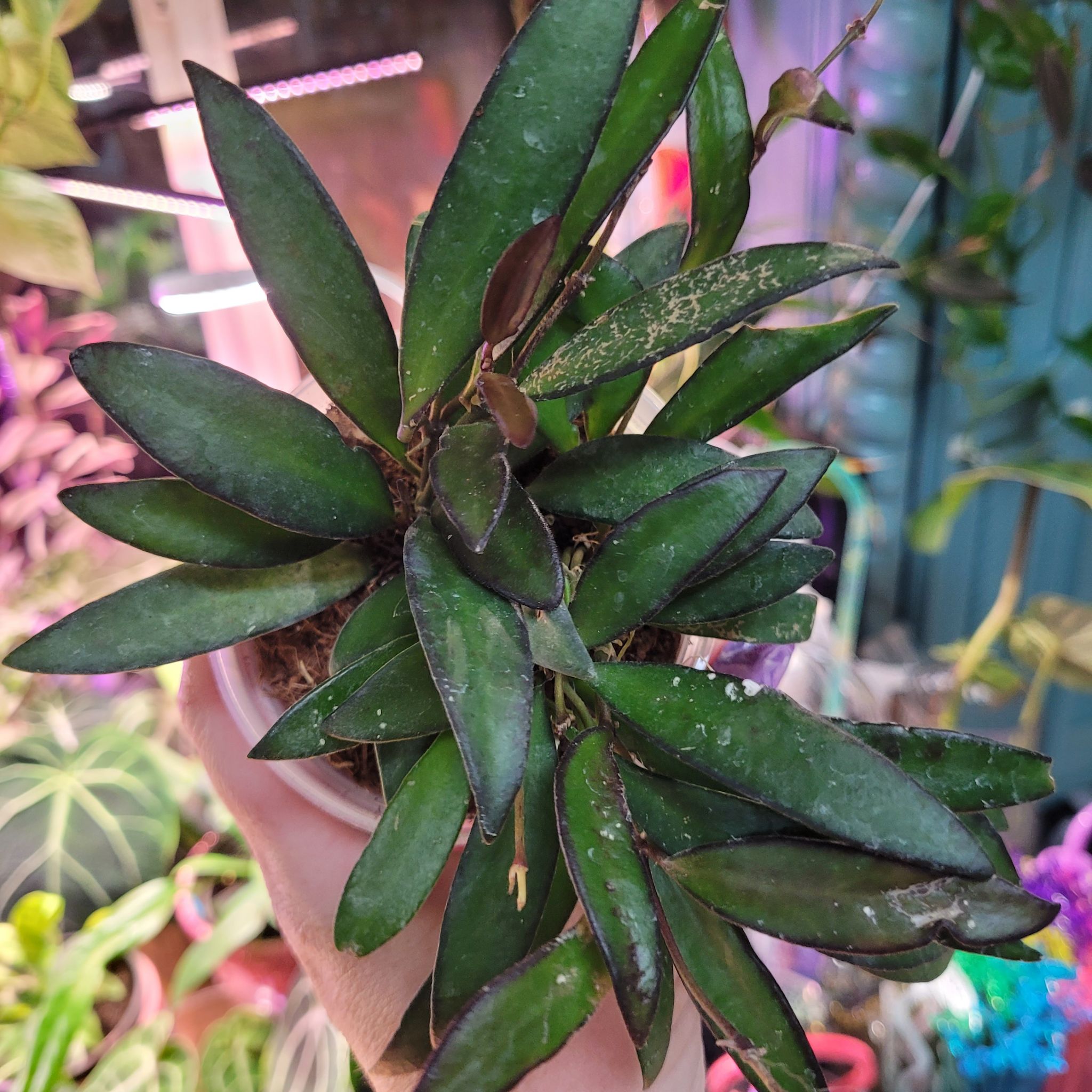 Photo of the plant species Hota Rosita by @breezyx7 named H. Rosita on Greg, the plant care app