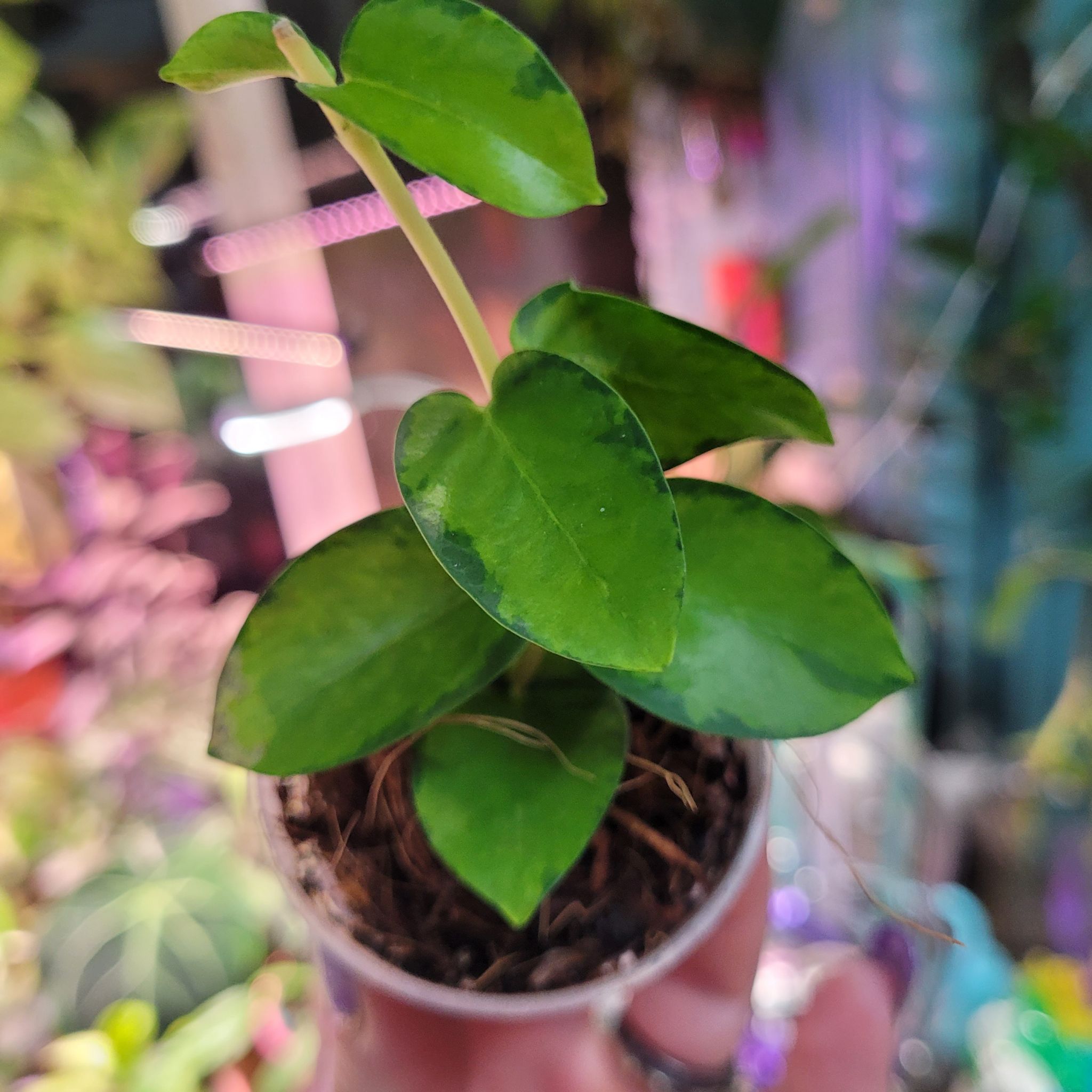 Photo of the plant species Bush Hoya by @breezyx7 named H. Cummingiana inner variegated on Greg, the plant care app