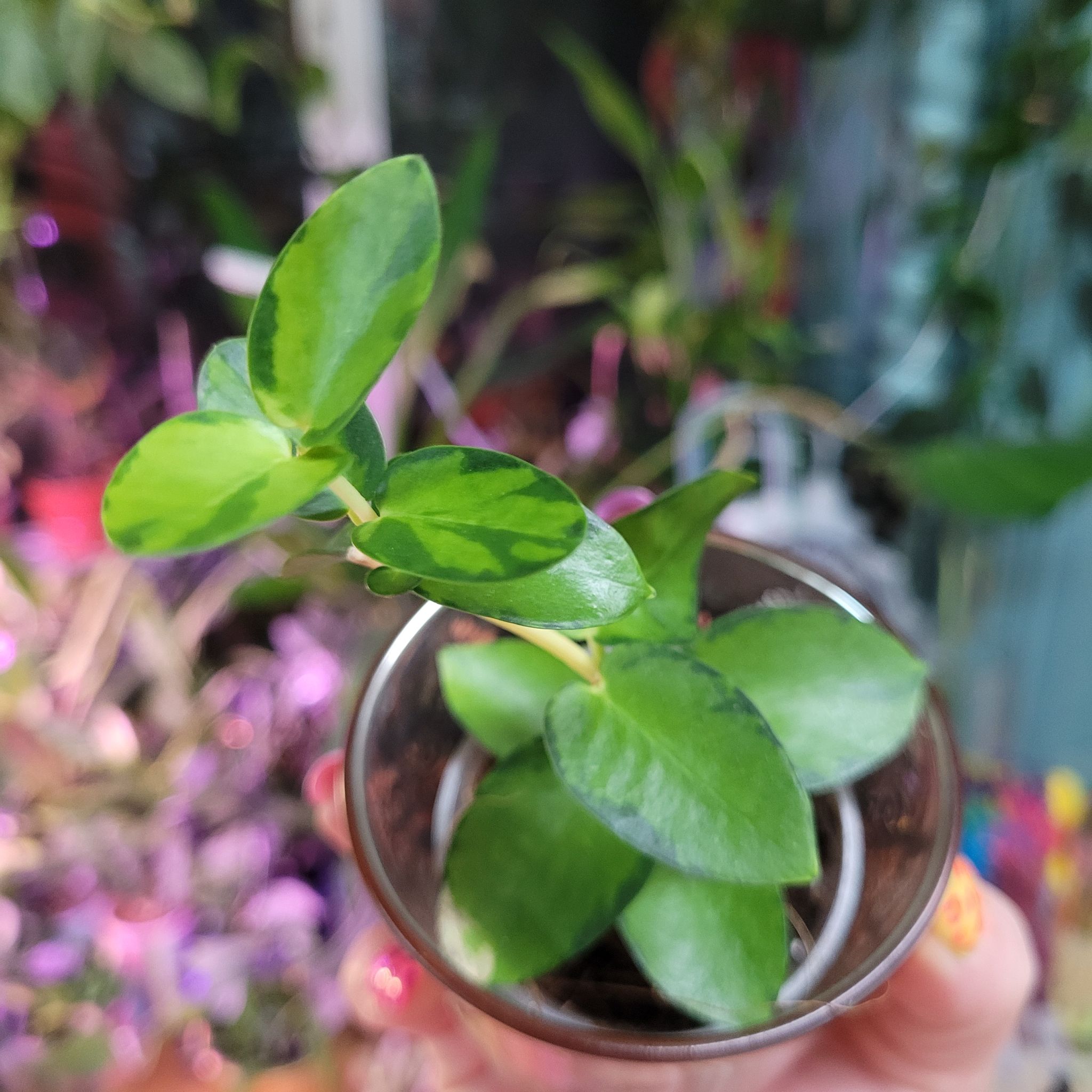 Photo of the plant species Bush Hoya by @breezyx7 named H. Cummingiana inner variegated on Greg, the plant care app