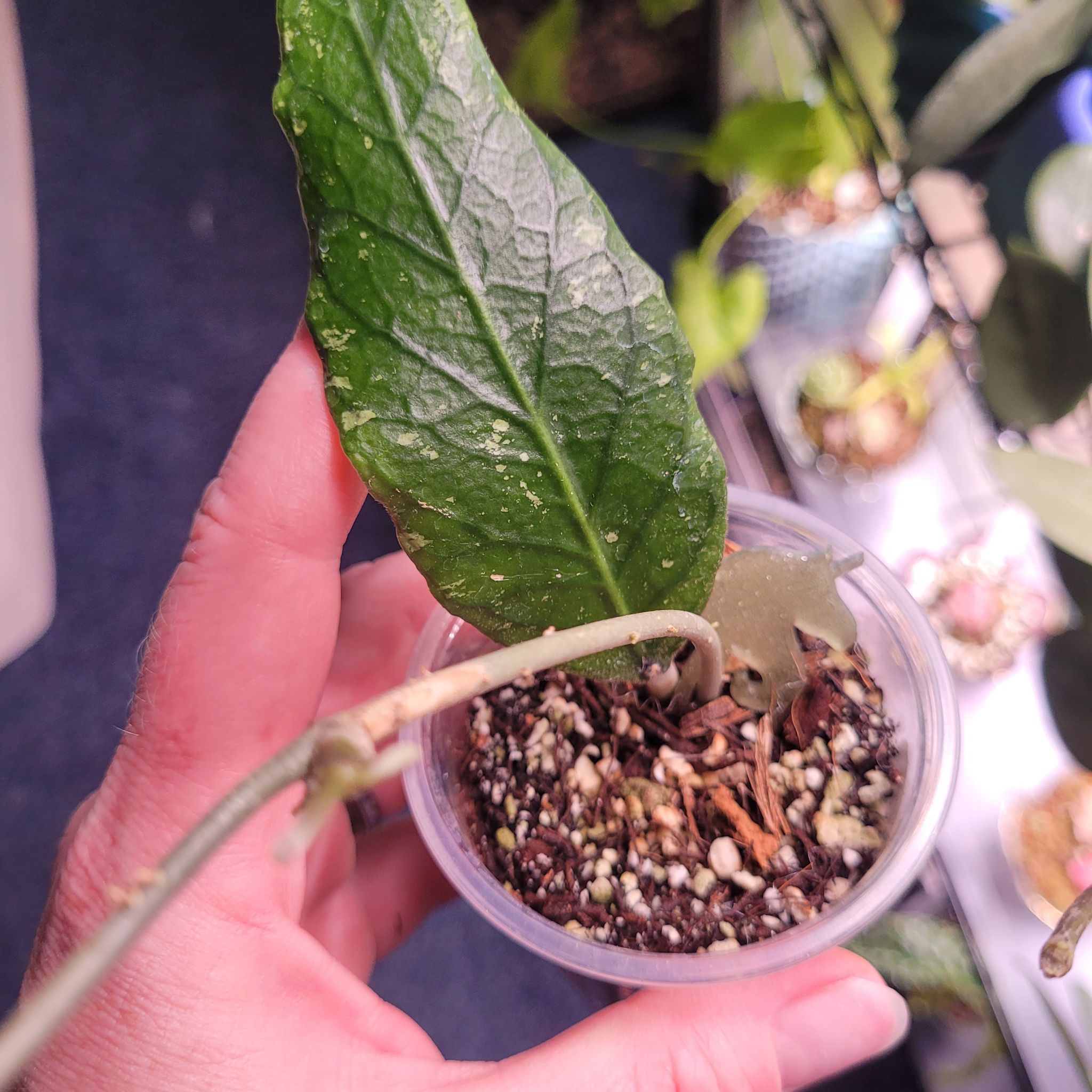Photo of the plant species Hoya sp. 'Aceh' (NAPC002) by @breezyx7 named H. Aceh NOID on Greg, the plant care app