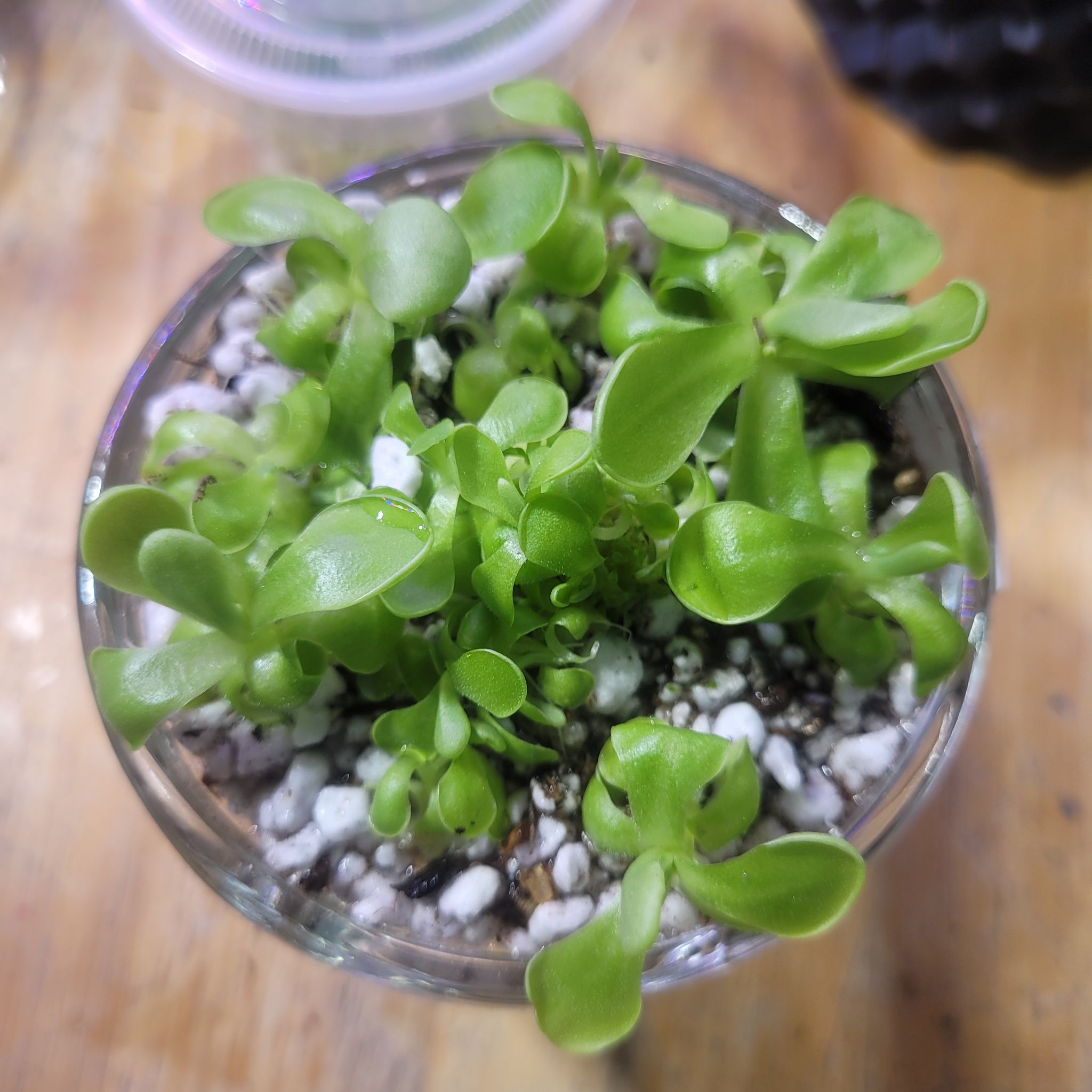 Photo of the plant species Pinguicula 'Weser' by @breezyx7 named Pinguilica ehlersiae x mesophitica TC on Greg, the plant care app