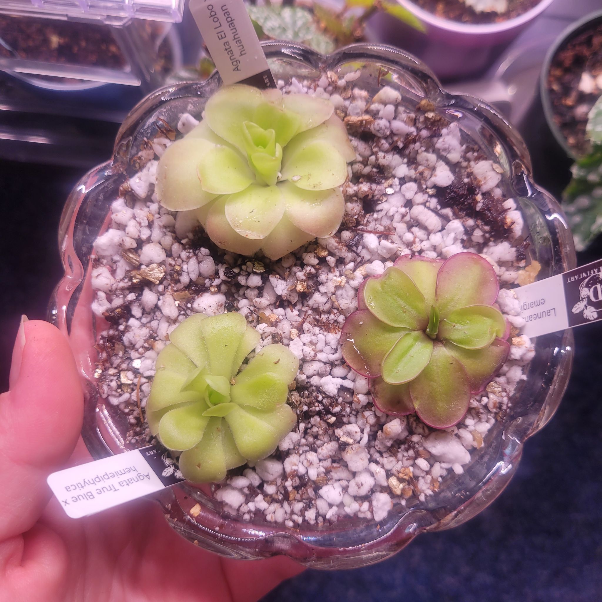 Photo of the plant species Mexican Butterwort by @breezyx7 named Pinguilica trifecta on Greg, the plant care app