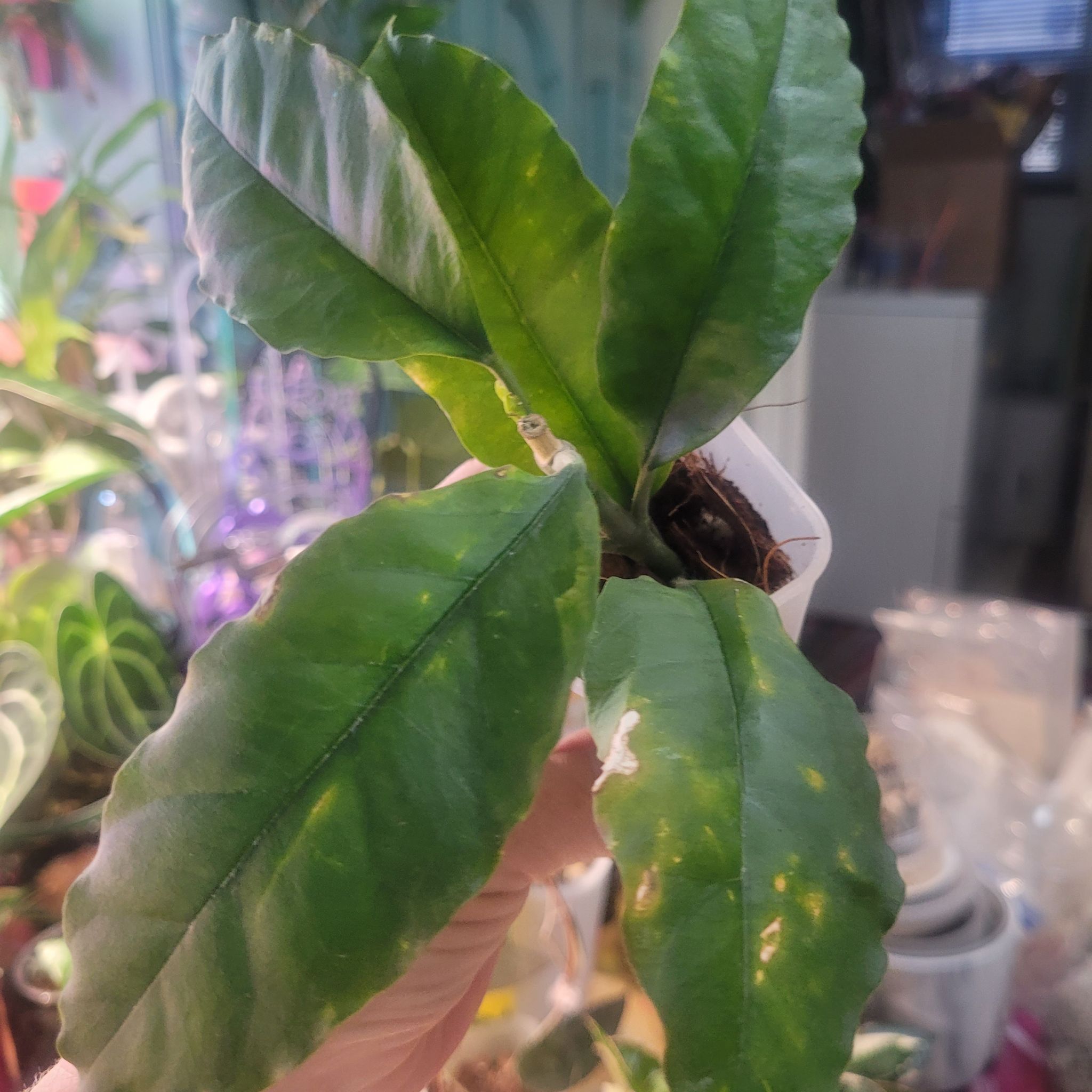 Photo of the plant species Albo Marginata Hoya Multiflora by @breezyx7 named H. Multiflora albo on Greg, the plant care app