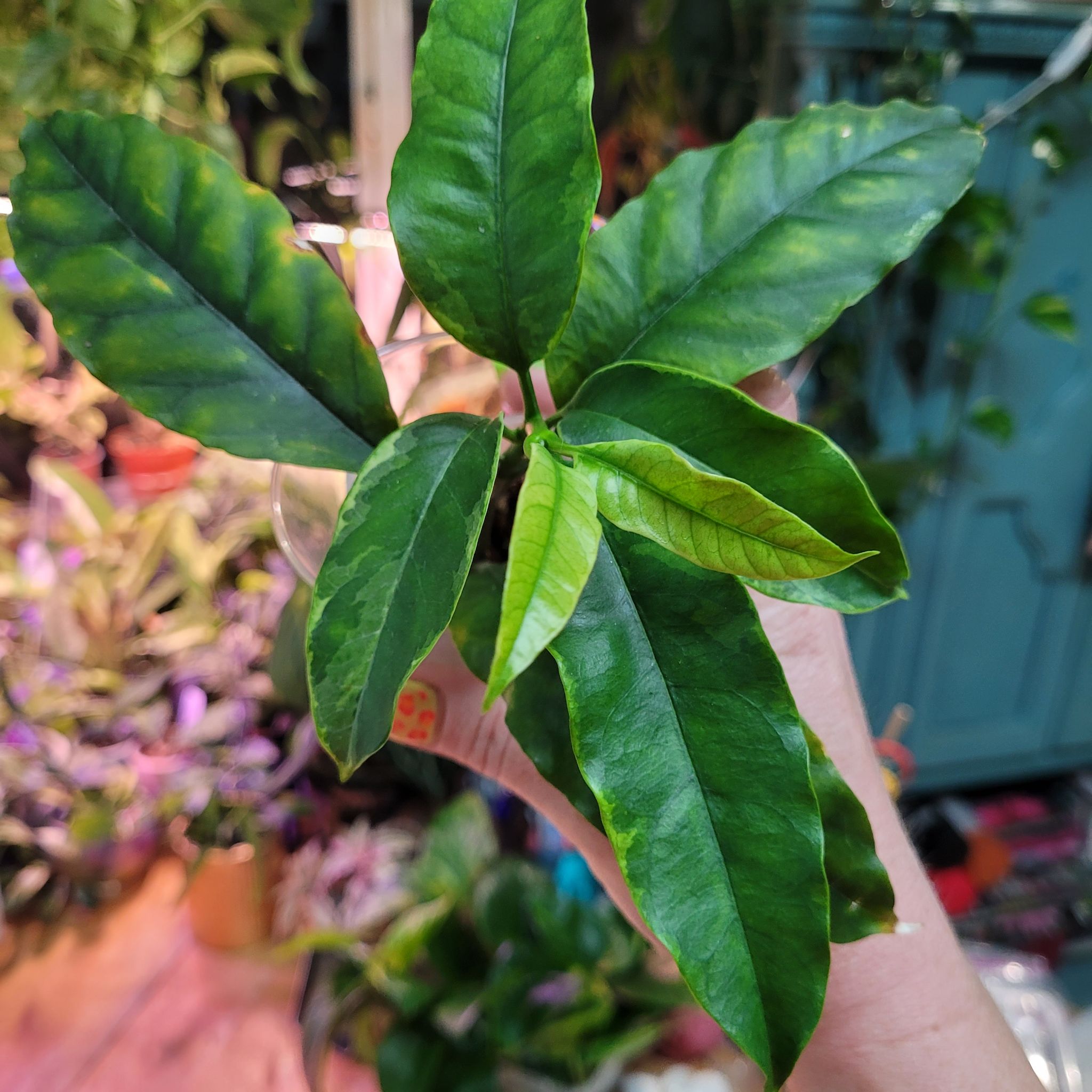 Photo of the plant species Albo Marginata Hoya Multiflora by @breezyx7 named H. Multiflora albo on Greg, the plant care app