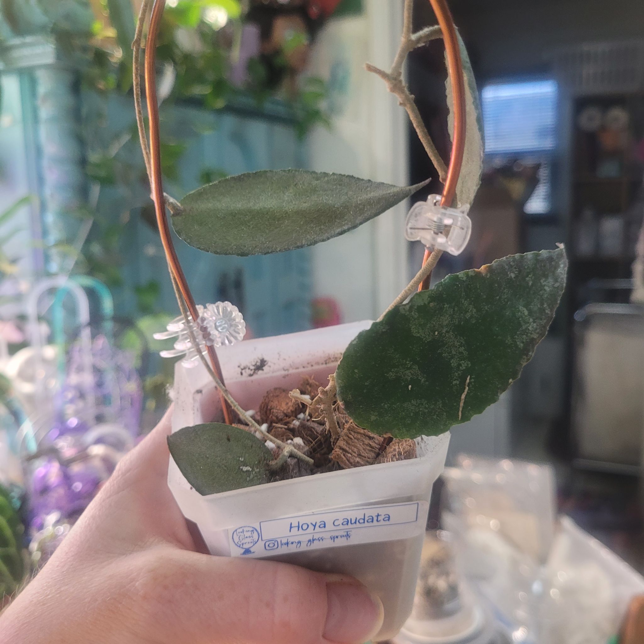Photo of the plant species Hoya caudata Sumatra by @breezyx7 named H. Caudata yaya on Greg, the plant care app