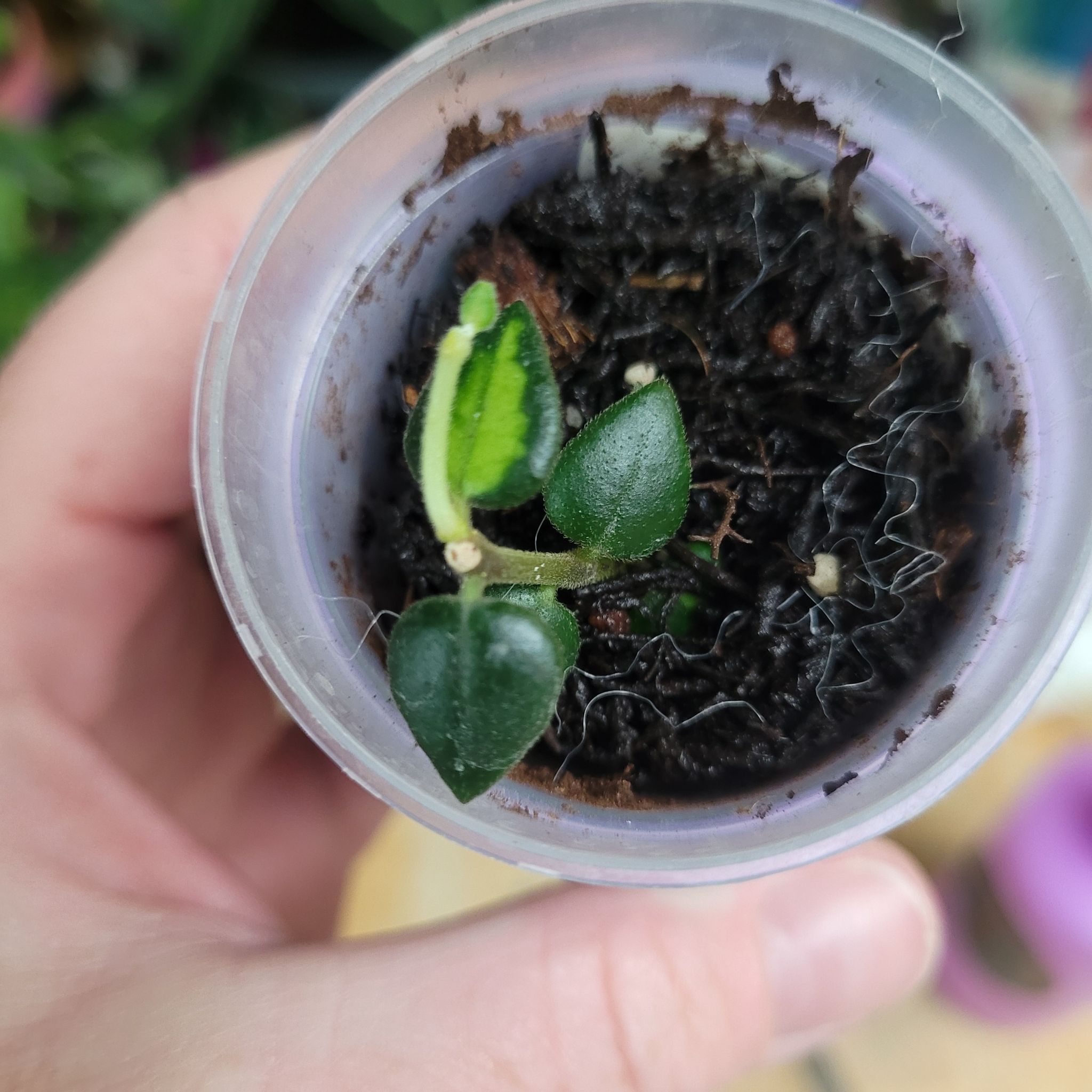 Photo of the plant species Hoya Chinghungensis by @breezyx7 named H. Chinhungensis variegated on Greg, the plant care app