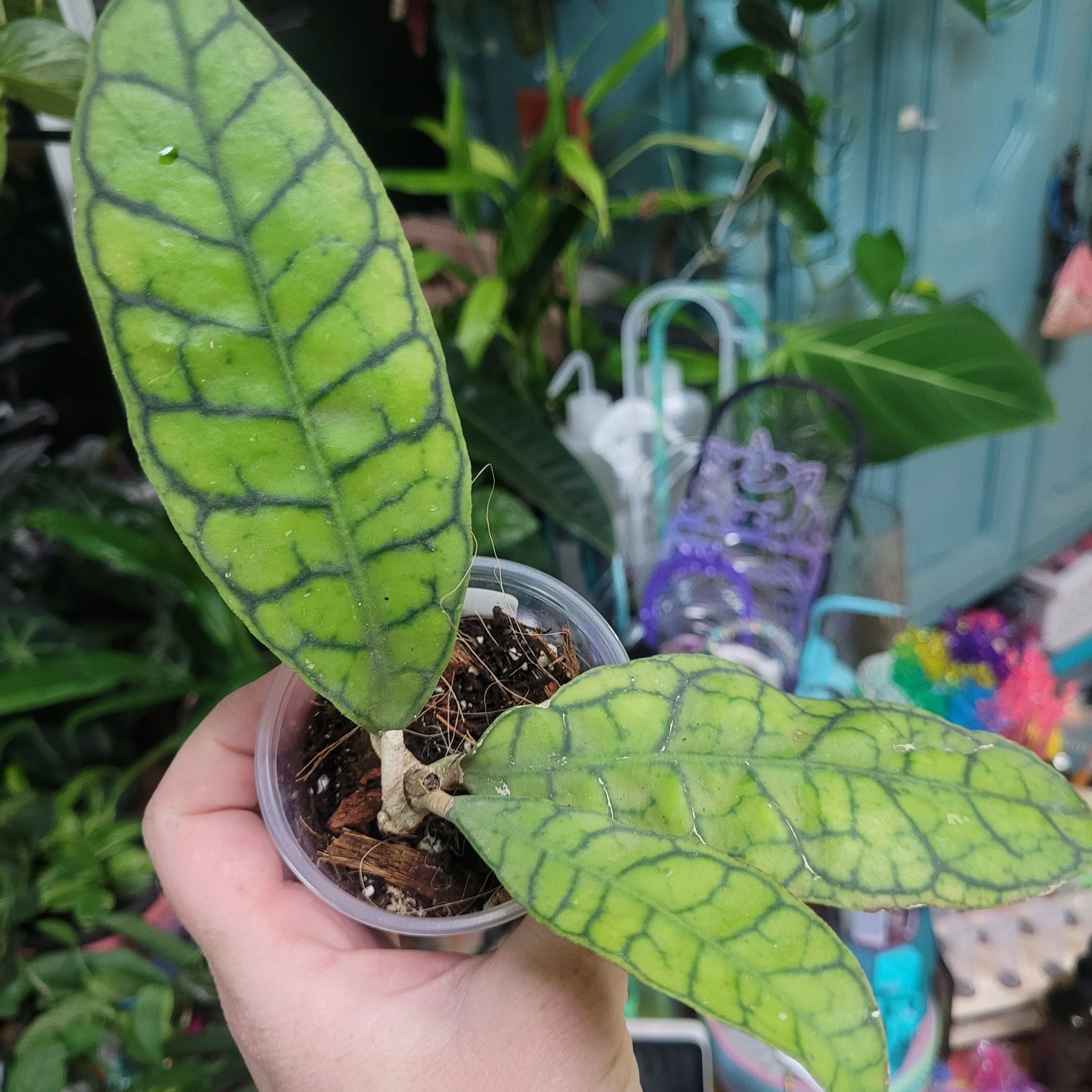 Photo of the plant species Stiff Leafed Hoya by @breezyx7 named H. Callistophylla short leaf on Greg, the plant care app