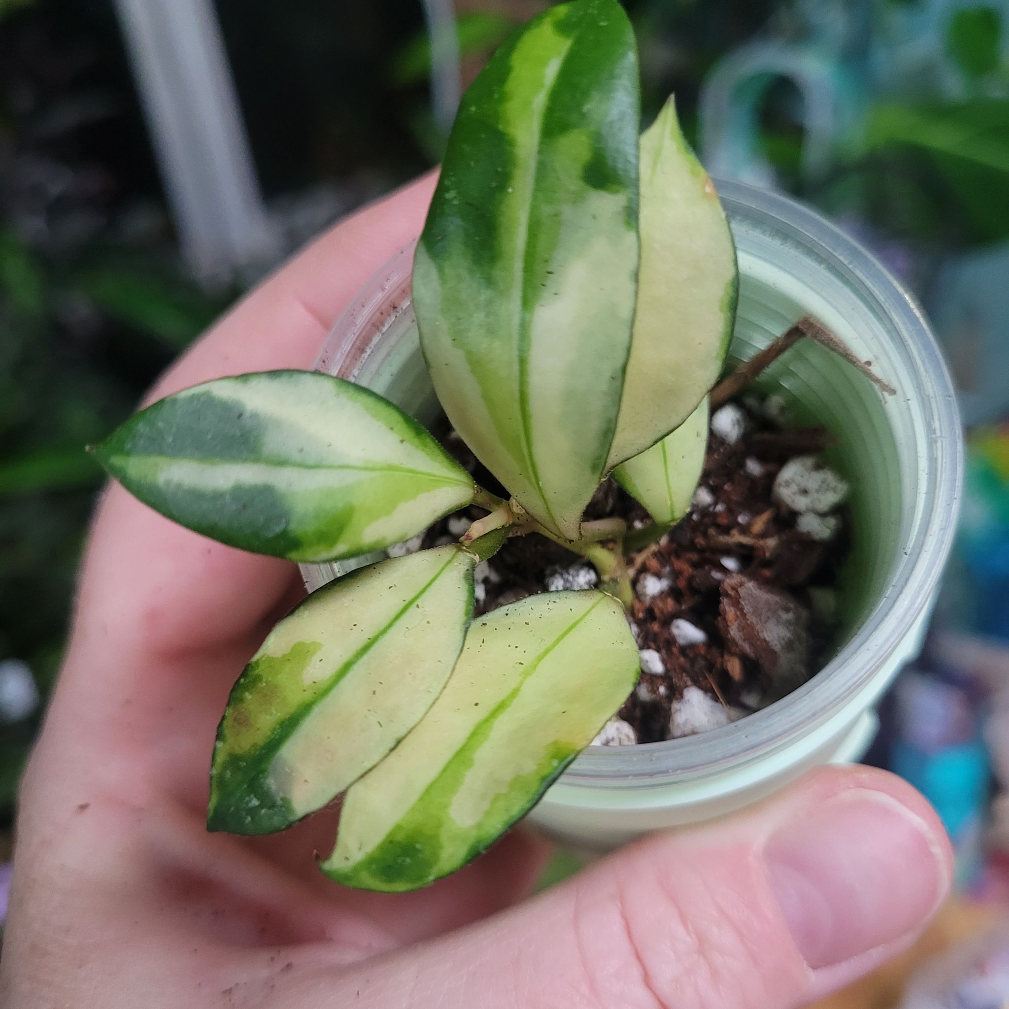Photo of the plant species Hoya walliniana 'Variegated' by @breezyx7 named H. Walliniana variegated on Greg, the plant care app