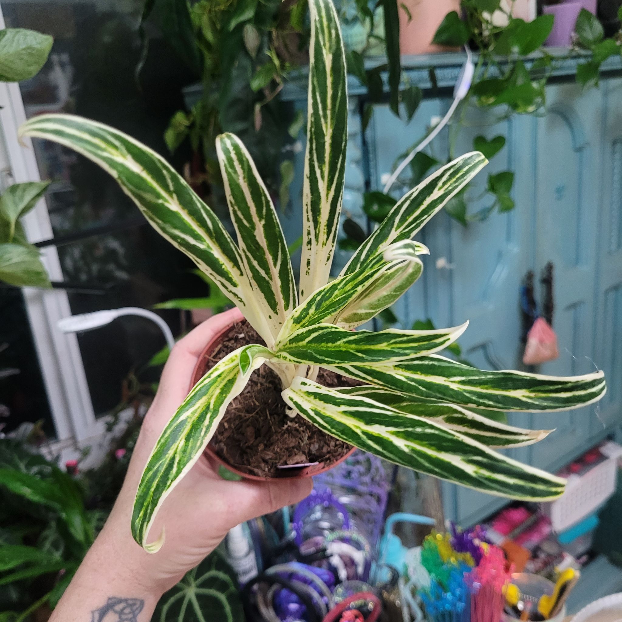 Photo of the plant species Aglaonema 'Cutlass' by @breezyx7 named Aglaonema Bamboo on Greg, the plant care app