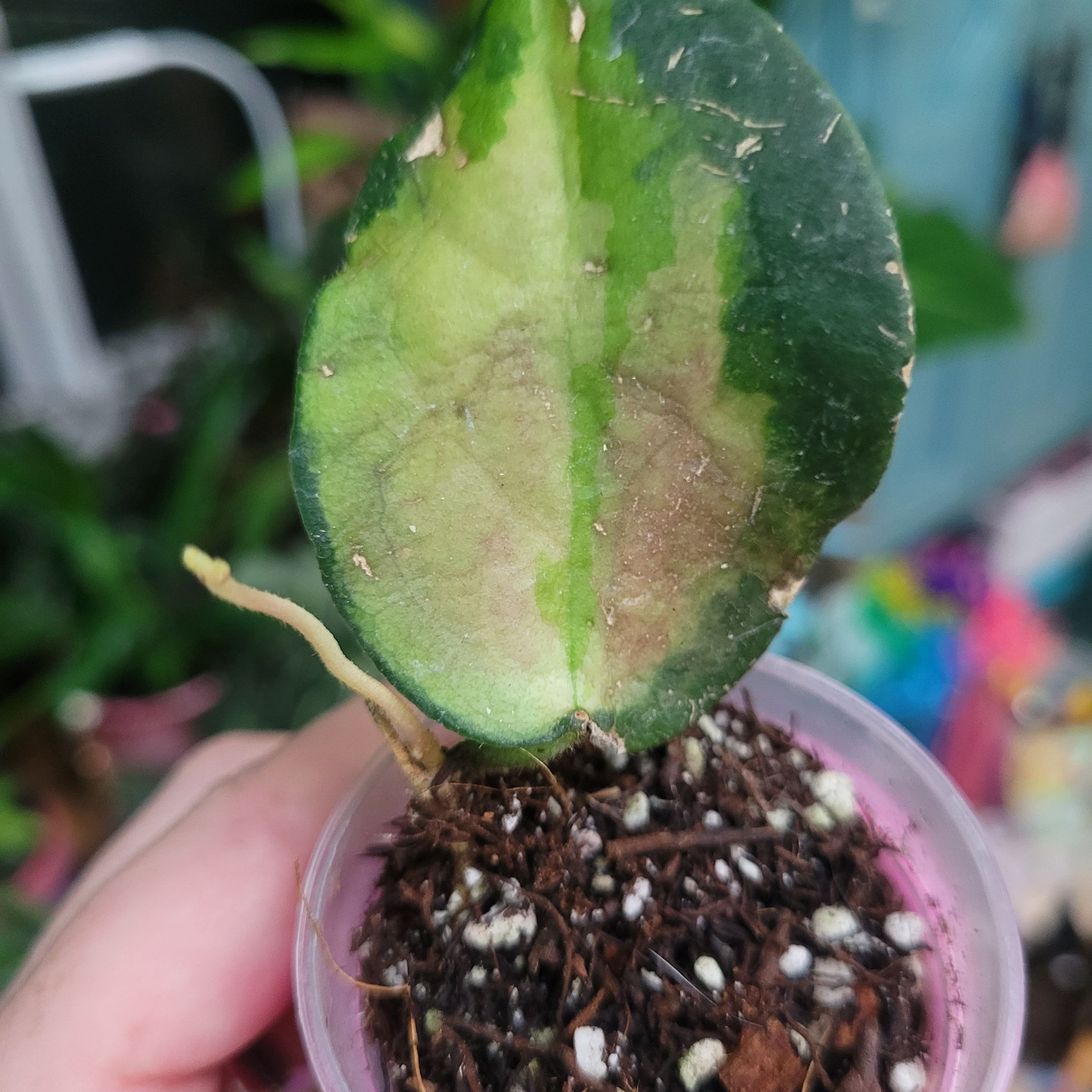 Photo of the plant species Waxplant by @breezyx7 named H. Caudata Variegated daniela on Greg, the plant care app