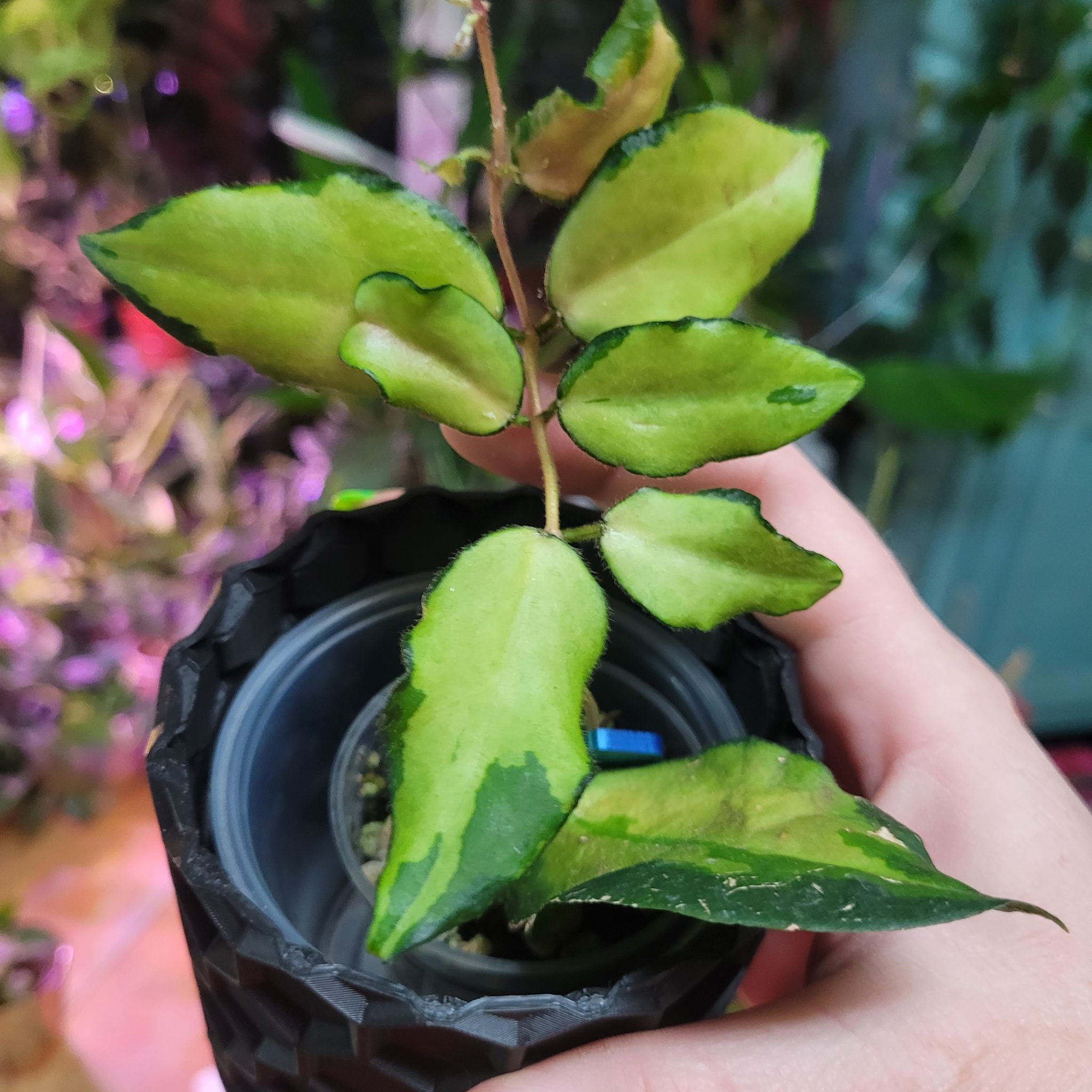 Photo of the plant species Waxplant by @breezyx7 named H. Caudata Variegated daniela on Greg, the plant care app