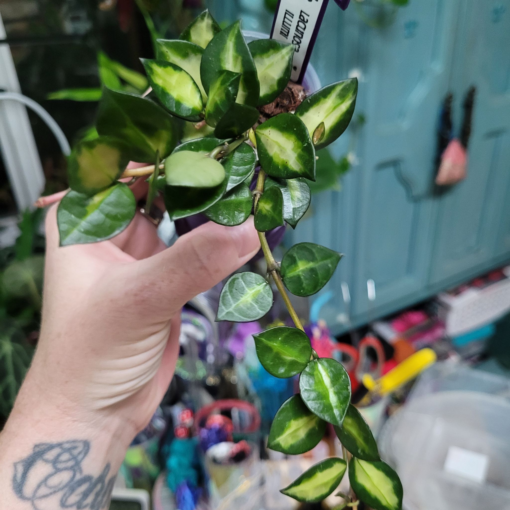 Photo of the plant species Hoya lacunosa 'Illumini' by @breezyx7 named H. Lacunosa Illumi on Greg, the plant care app