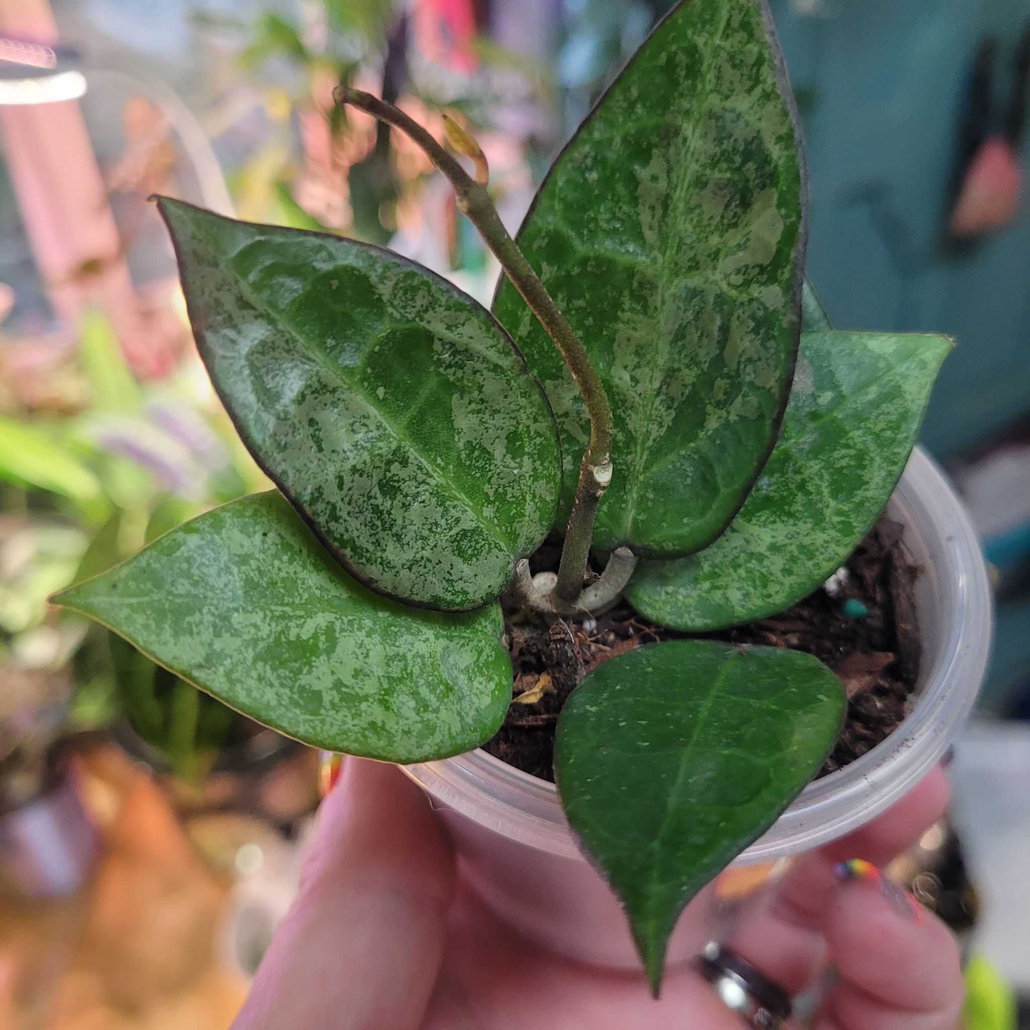 Photo of the plant species Hoya parasitica 'Black Margin' by @breezyx7 named H. Verticillata dark margin splash on Greg, the plant care app