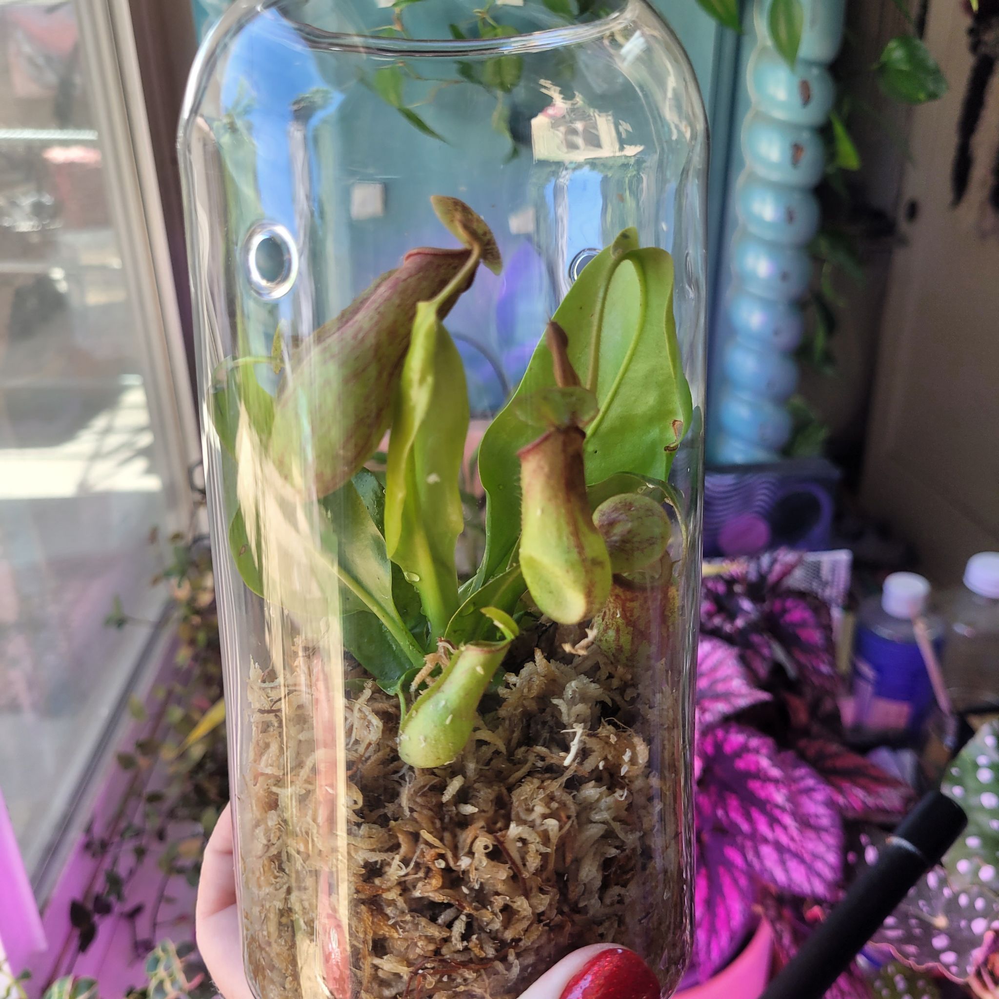 Photo of the plant species Pitcher Plant by @breezyx7 named Nepenthes Terrarirum on Greg, the plant care app