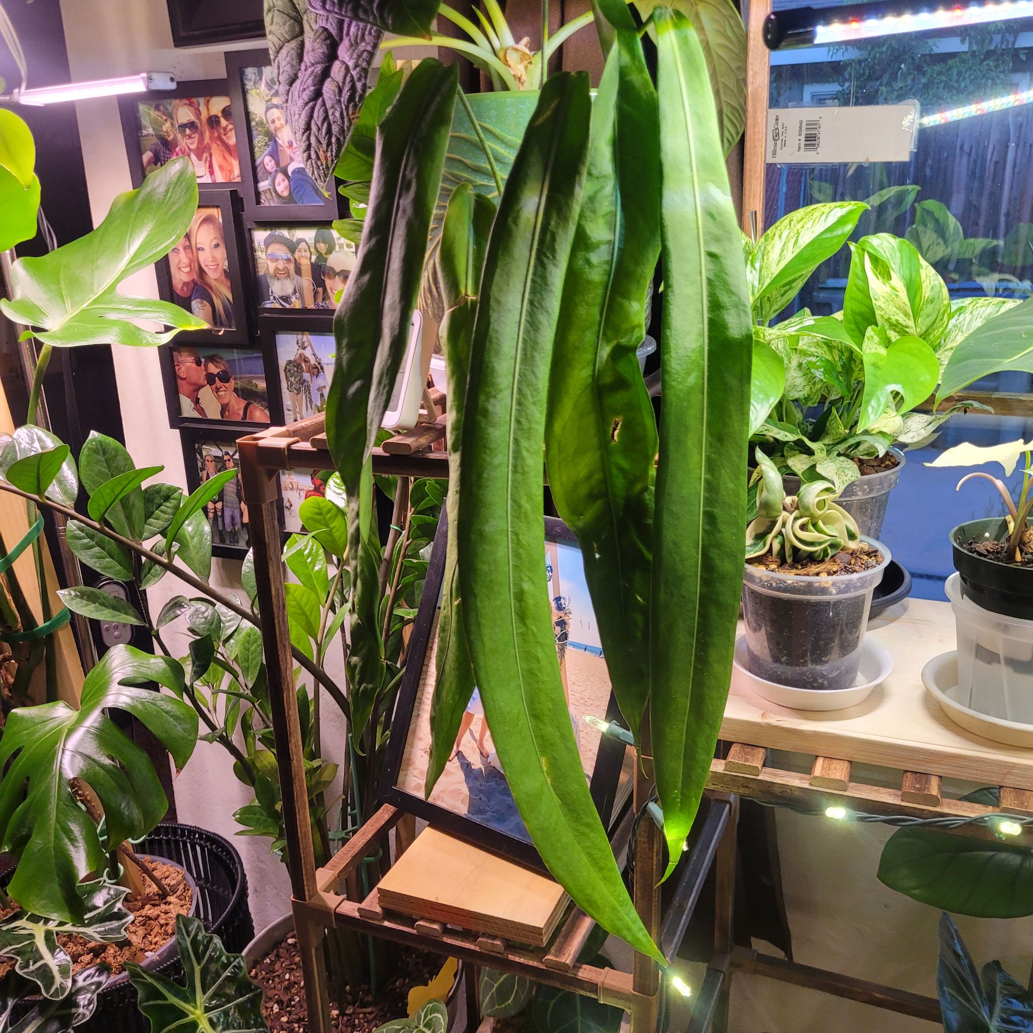 Photo of the plant species Pallidiforum 'Guayusa' by @breezyx7 named Anthurium Pallidiforum on Greg, the plant care app