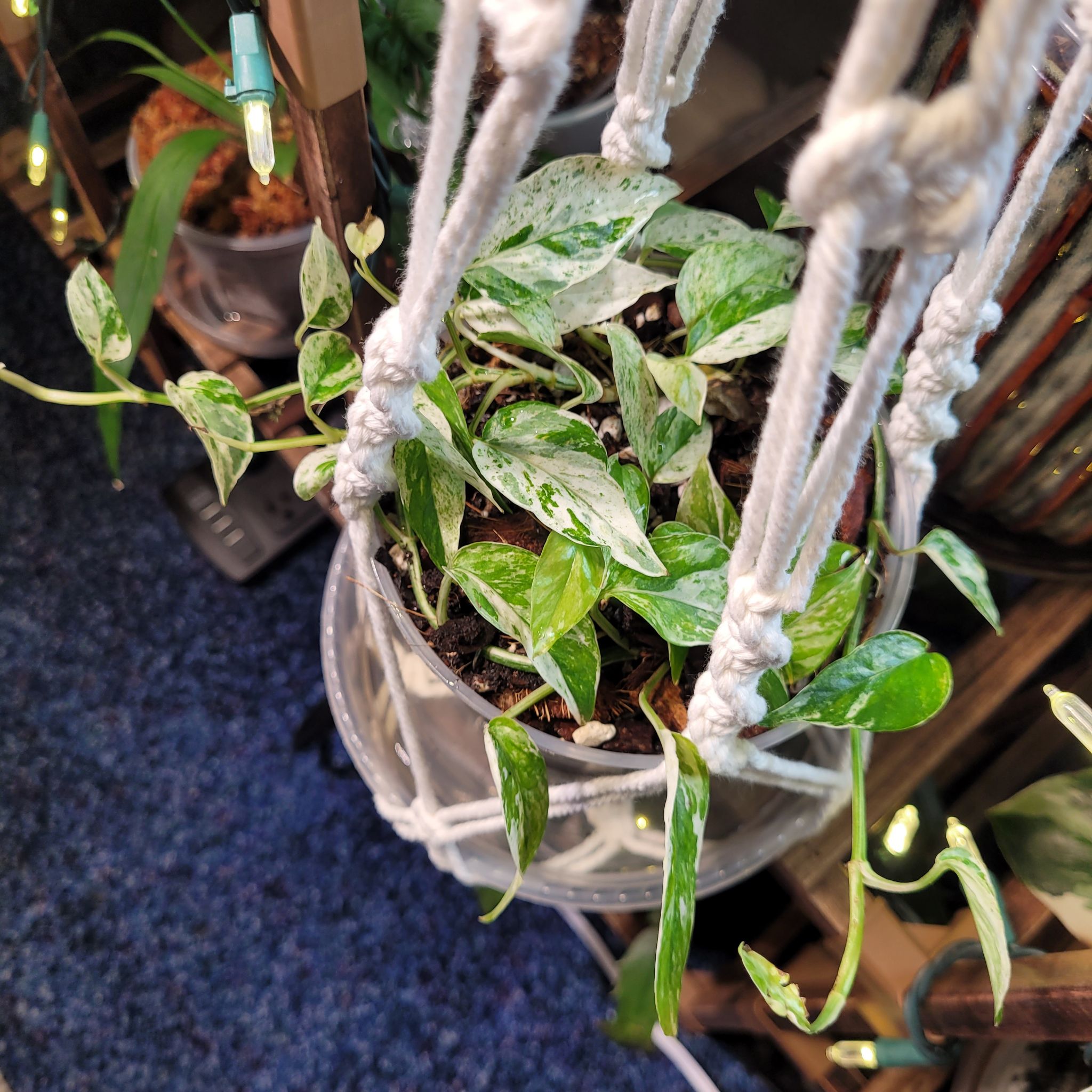 Photo of the plant species Pothos spp. by @breezyx7 named Pothos Bali on Greg, the plant care app