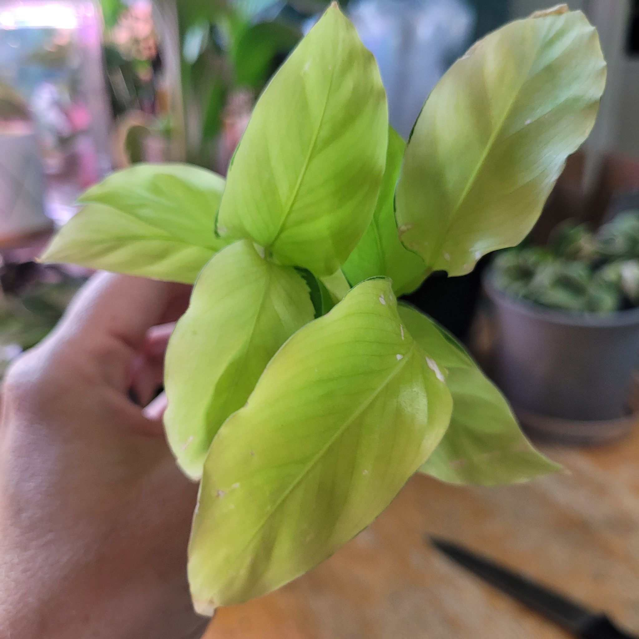 Photo of the plant species Calathea Yellow Fusion by @breezyx7 named Calathea Yellow Fusion on Greg, the plant care app