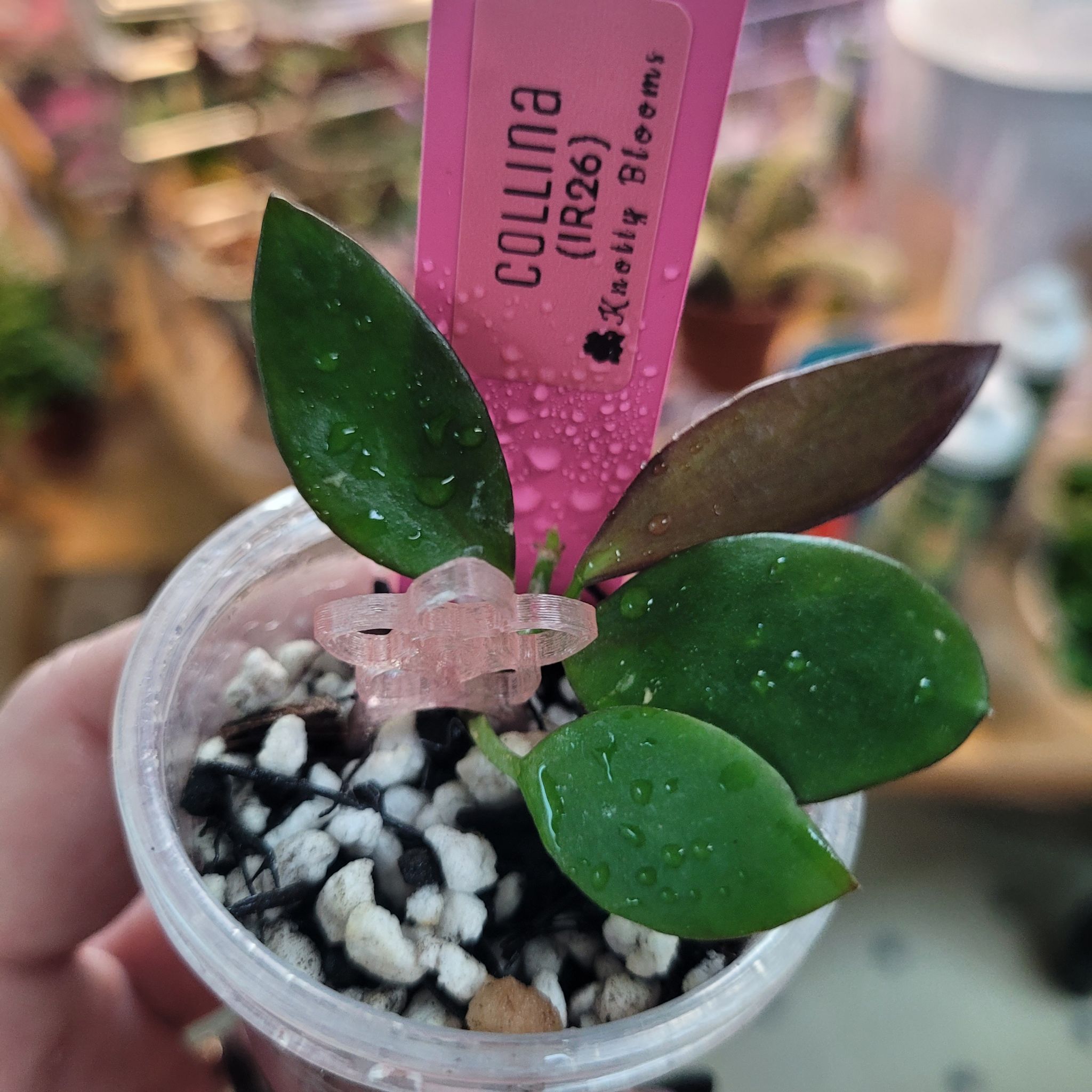 Photo of the plant species IR-26 by @breezyx7 named H. Collina on Greg, the plant care app