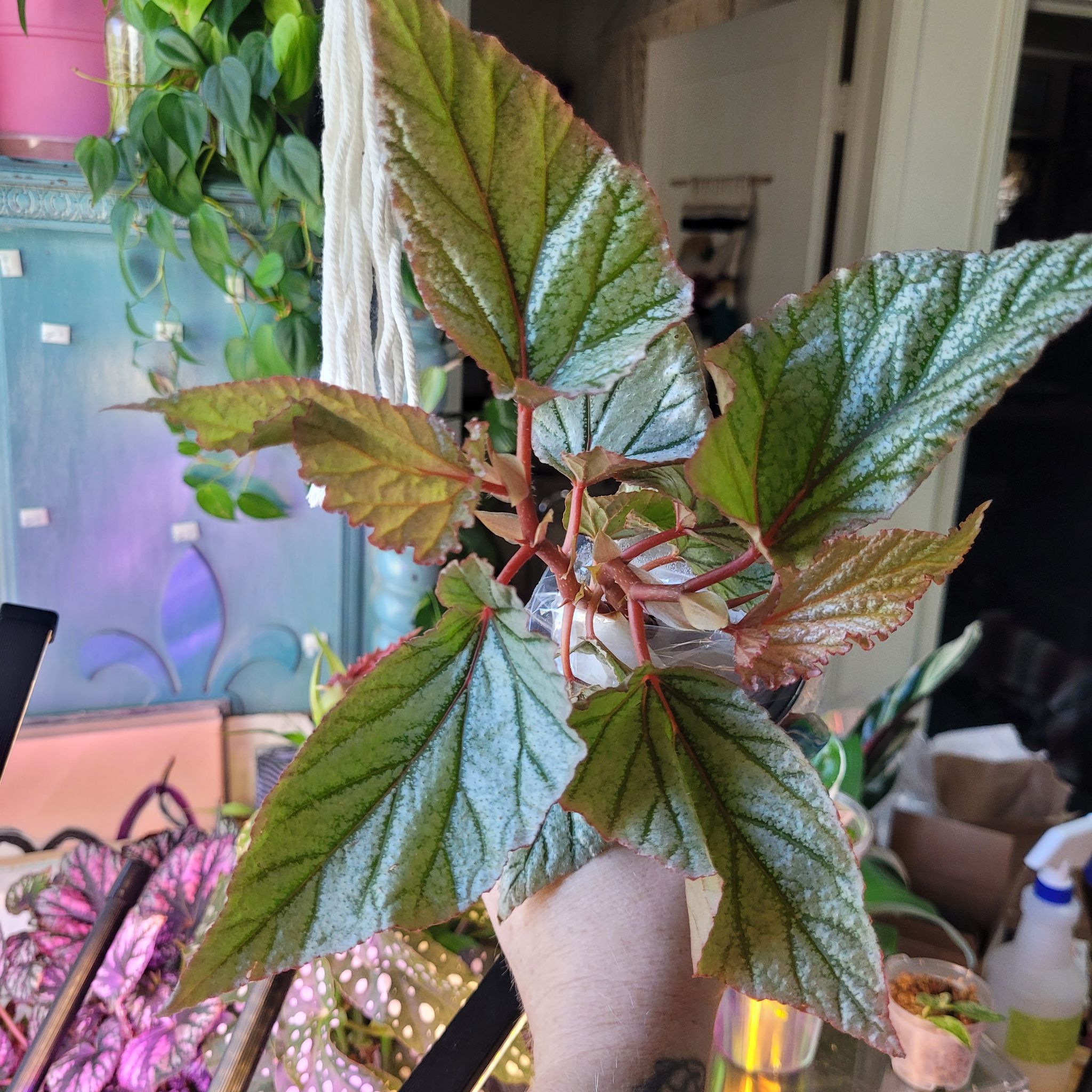 Photo of the plant species Begonia 'Don Miller' by @breezyx7 named B. Don Miller on Greg, the plant care app