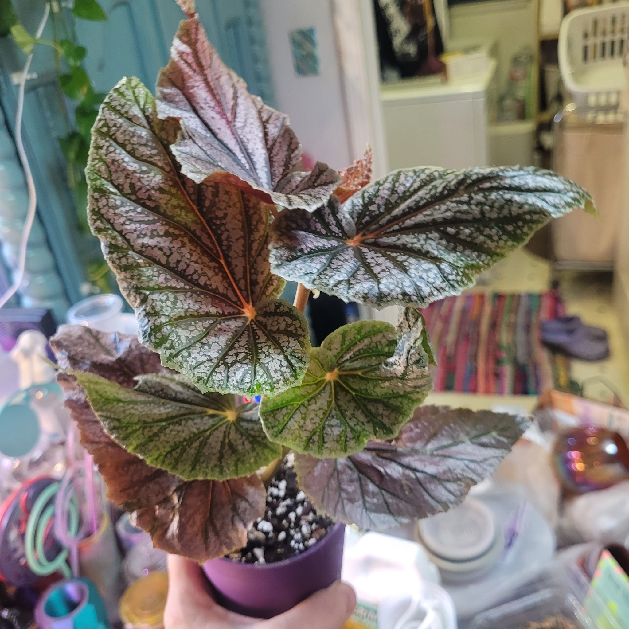 Photo of the plant species begonia rex hybrid by @breezyx7 named B. Maurice Amy on Greg, the plant care app