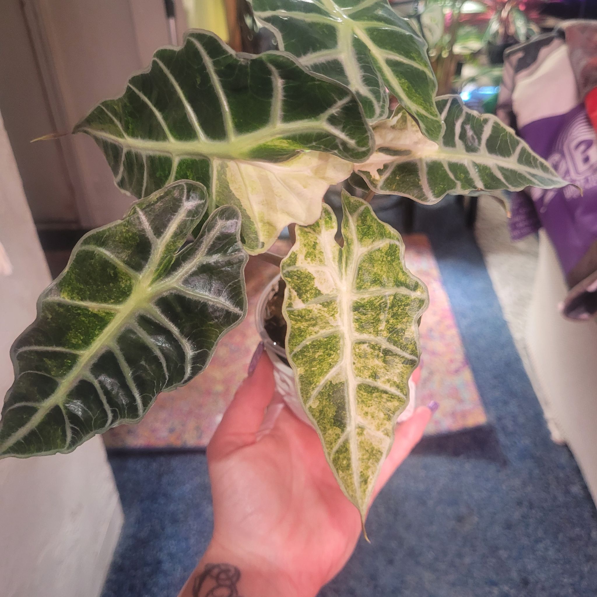 Photo of the plant species Variegated Alocasia Polly by @breezyx7 named Aloc. Polly aurea variegated on Greg, the plant care app
