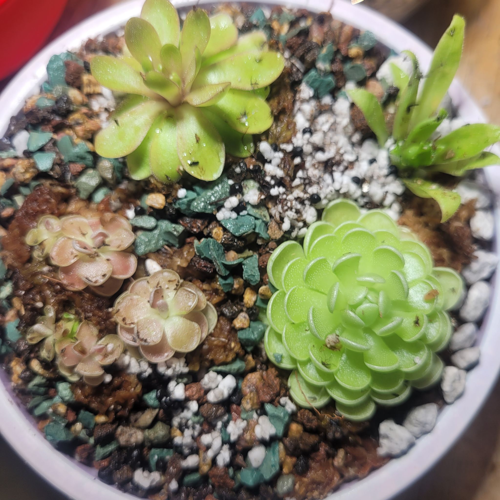 Photo of the plant species Mexican Butterwort by @breezyx7 named Pingdom pink on Greg, the plant care app