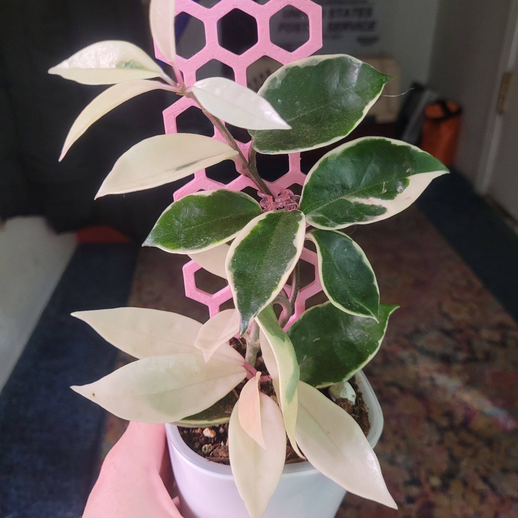 Photo of the plant species Hoya carnosa 'Albomarginata’ by @breezyx7 named H. Carnosa albomarginata GE on Greg, the plant care app