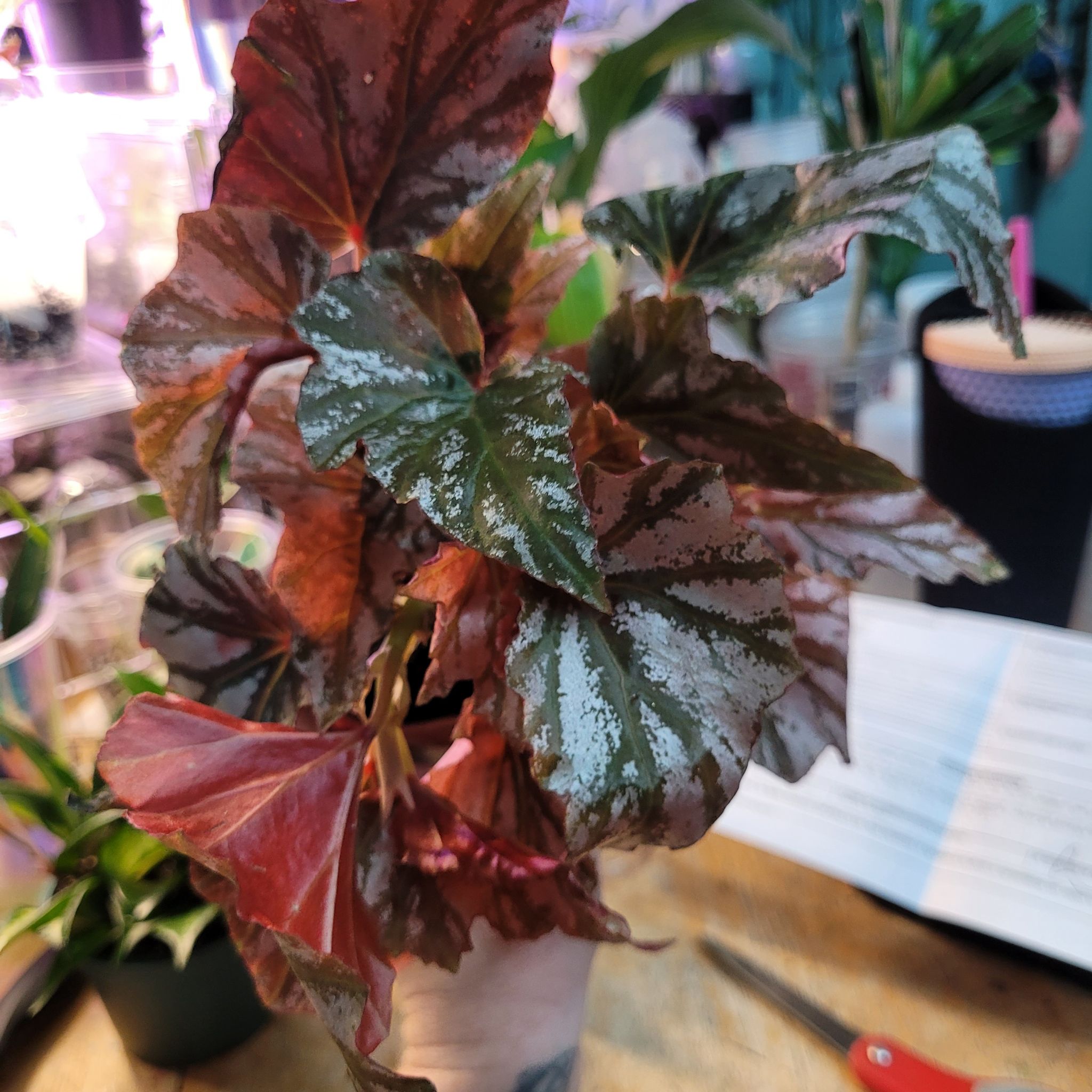 Photo of the plant species Looking Glass Cane Begonia by @breezyx7 named B. Looking Glass on Greg, the plant care app