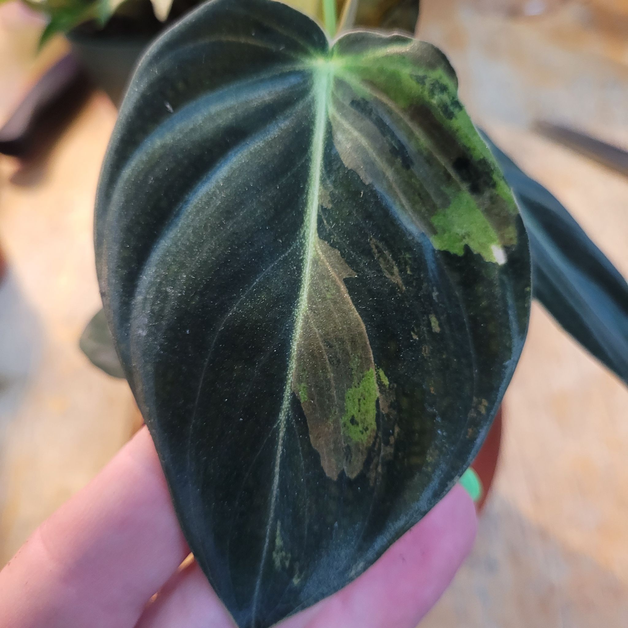 Photo of the plant species Black-gold Philodendron by @breezyx7 named Philo Melano on Greg, the plant care app