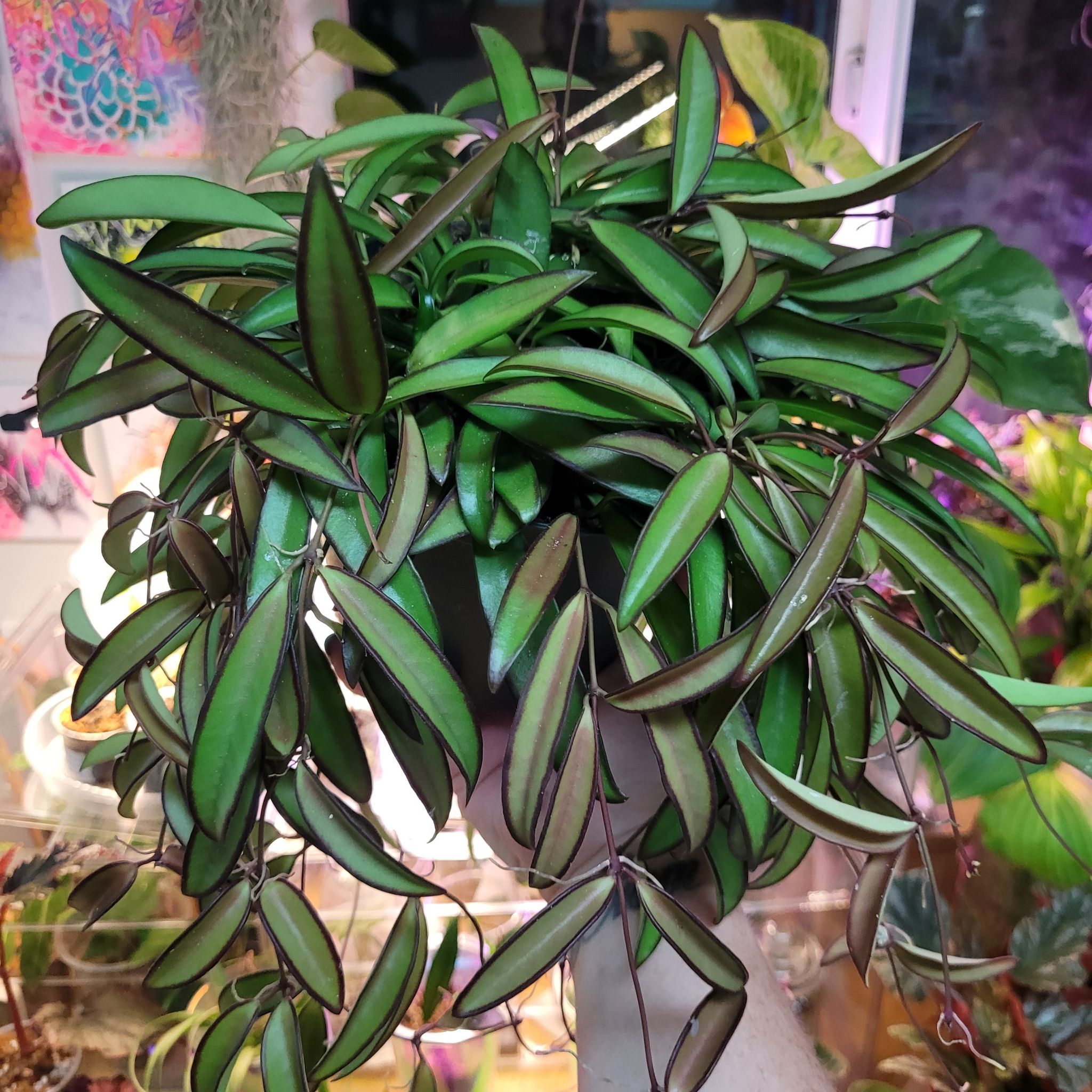 Photo of the plant species Hoya wayetti by @breezyx7 named H. Wayetti lex on Greg, the plant care app