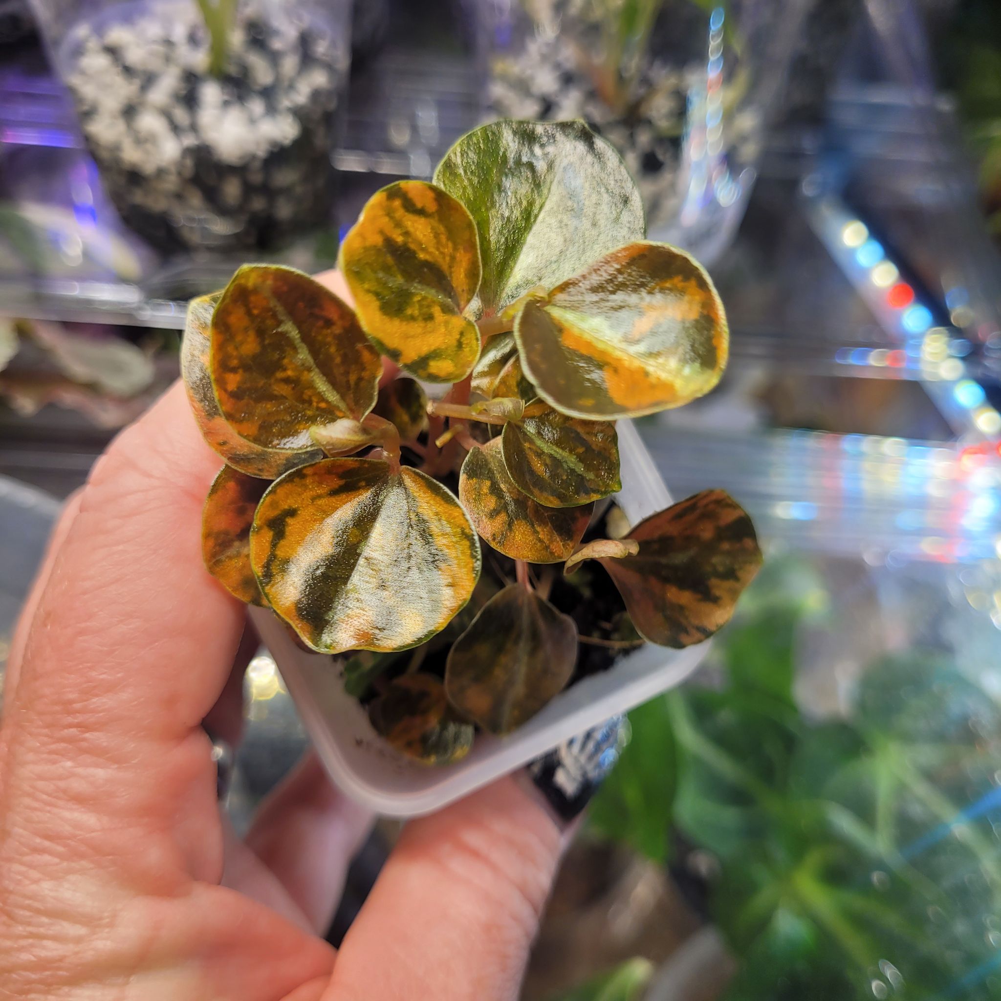 Photo of the plant species Peperomia caperata 'Creme Brulee' by @breezyx7 named Pepperonia Creme Brule on Greg, the plant care app