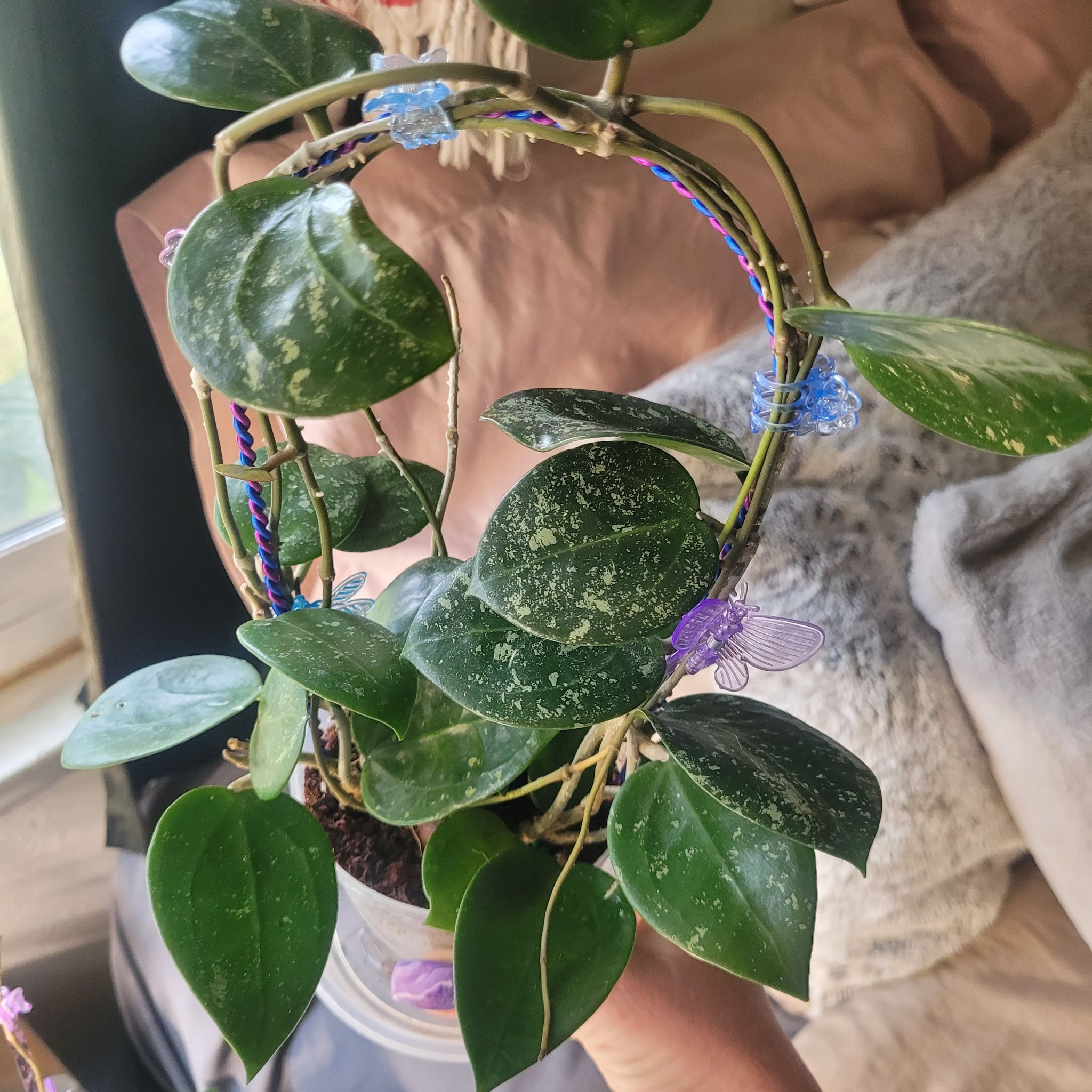 Photo of the plant species Hoya parasitica Splash by @breezyx7 named H. Parasitica Splash propping Yaya on Greg, the plant care app