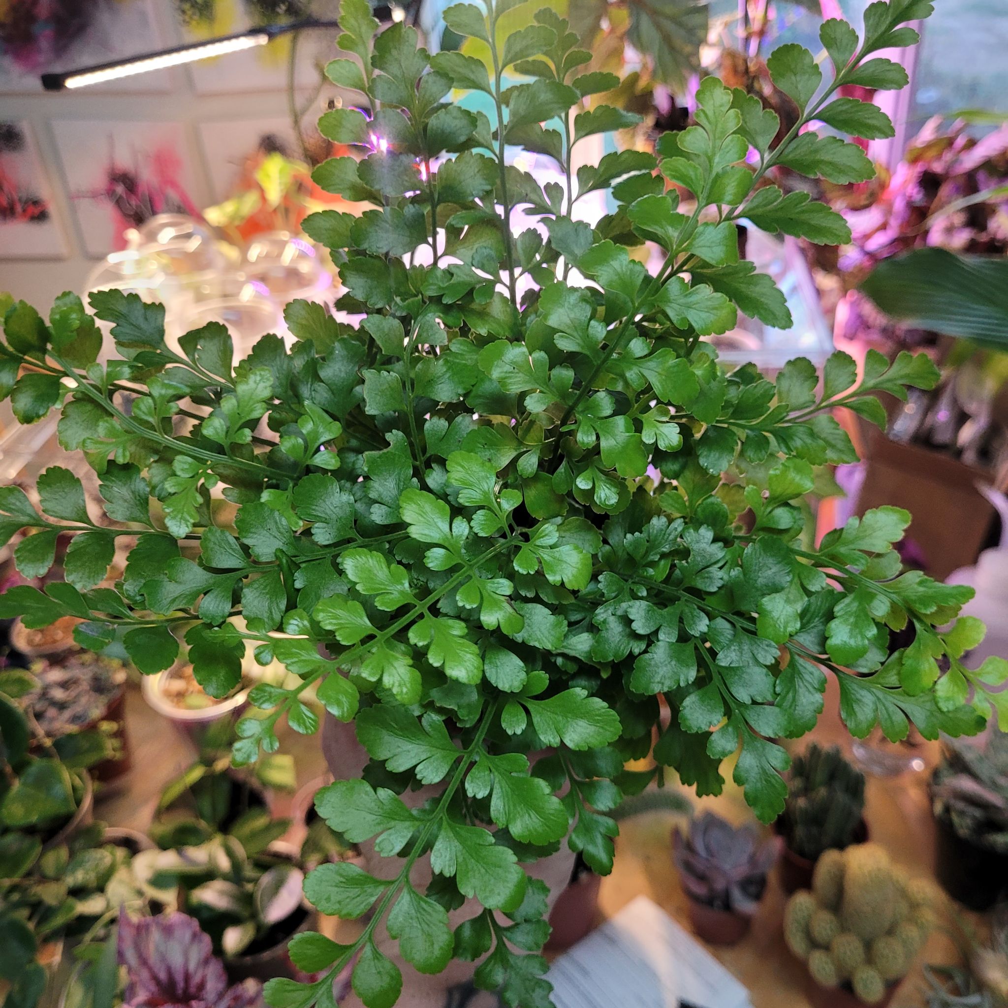 Photo of the plant species Austral Gem Fern by @breezyx7 named Fern Austrel Gem Fern on Greg, the plant care app