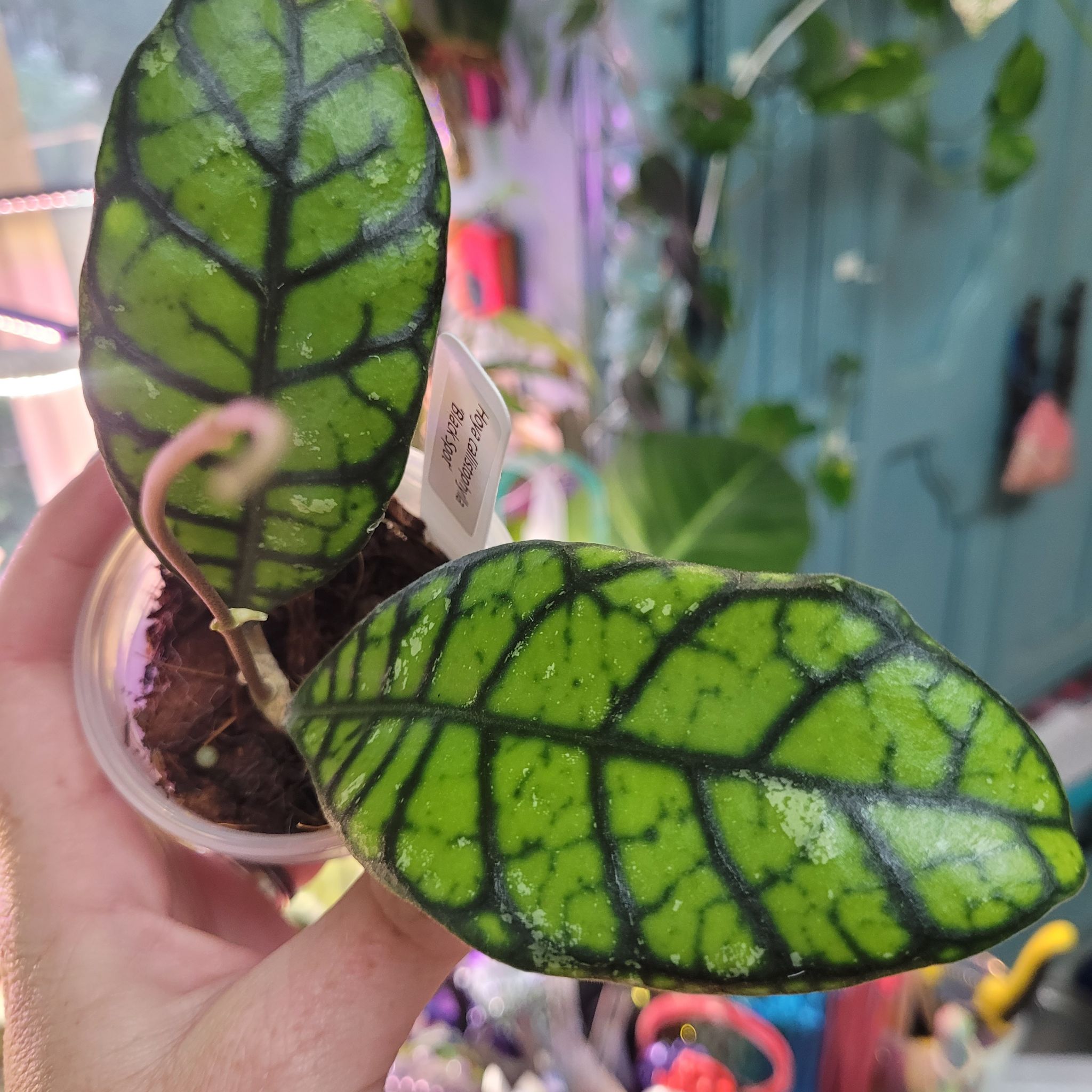 Photo of the plant species Stiff Leafed Hoya by @breezyx7 named H. Callistophylla Black Spot on Greg, the plant care app