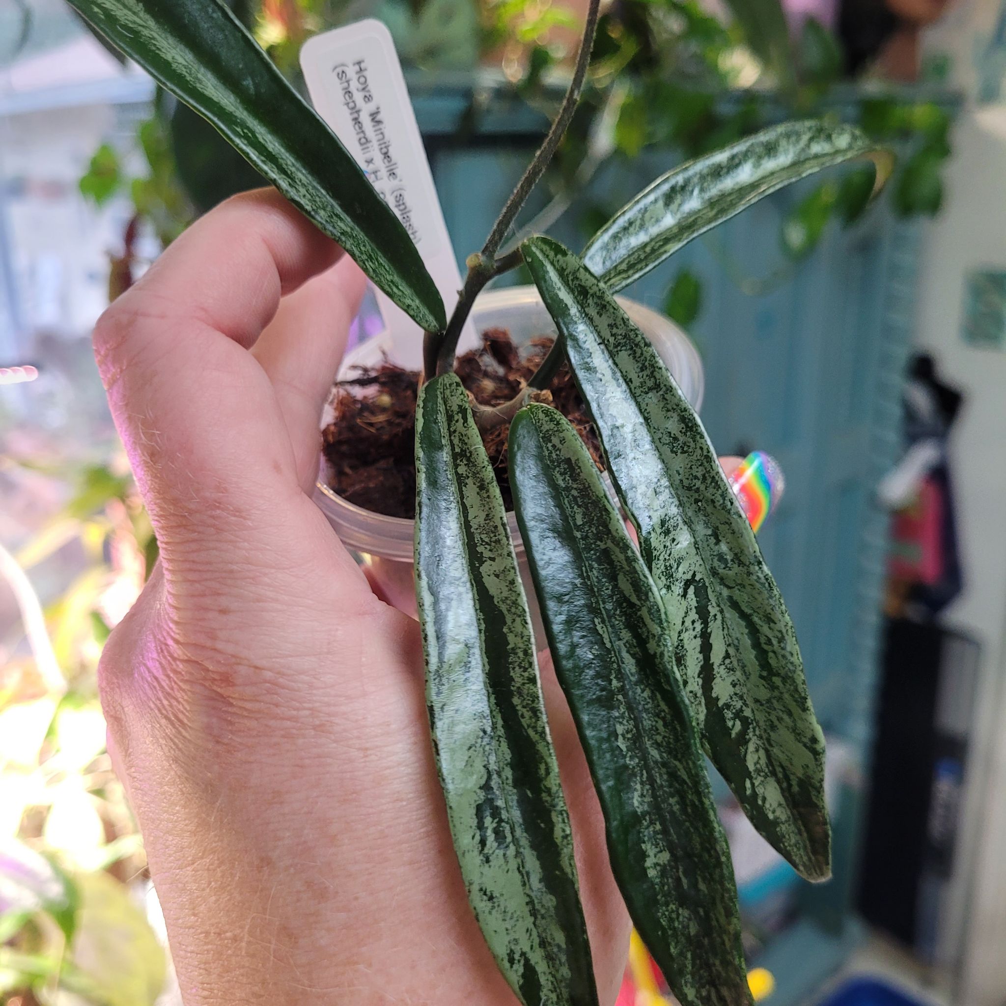 Photo of the plant species Hoya Minibelle by @breezyx7 named H. Minibelle Splash on Greg, the plant care app