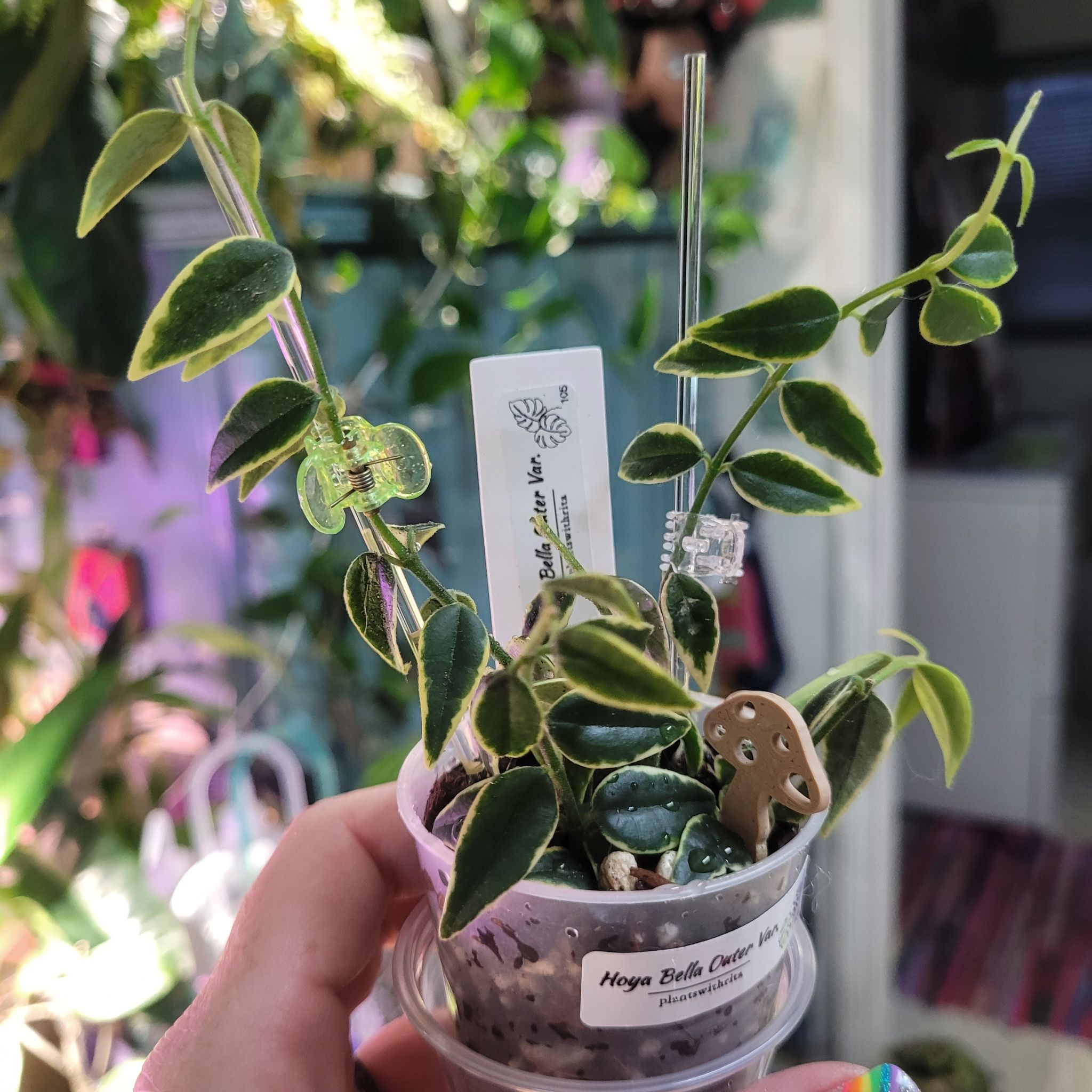 Photo of the plant species Hoya Bella Outer Variegated by @breezyx7 named H. Bella Outer Variegated propping on Greg, the plant care app