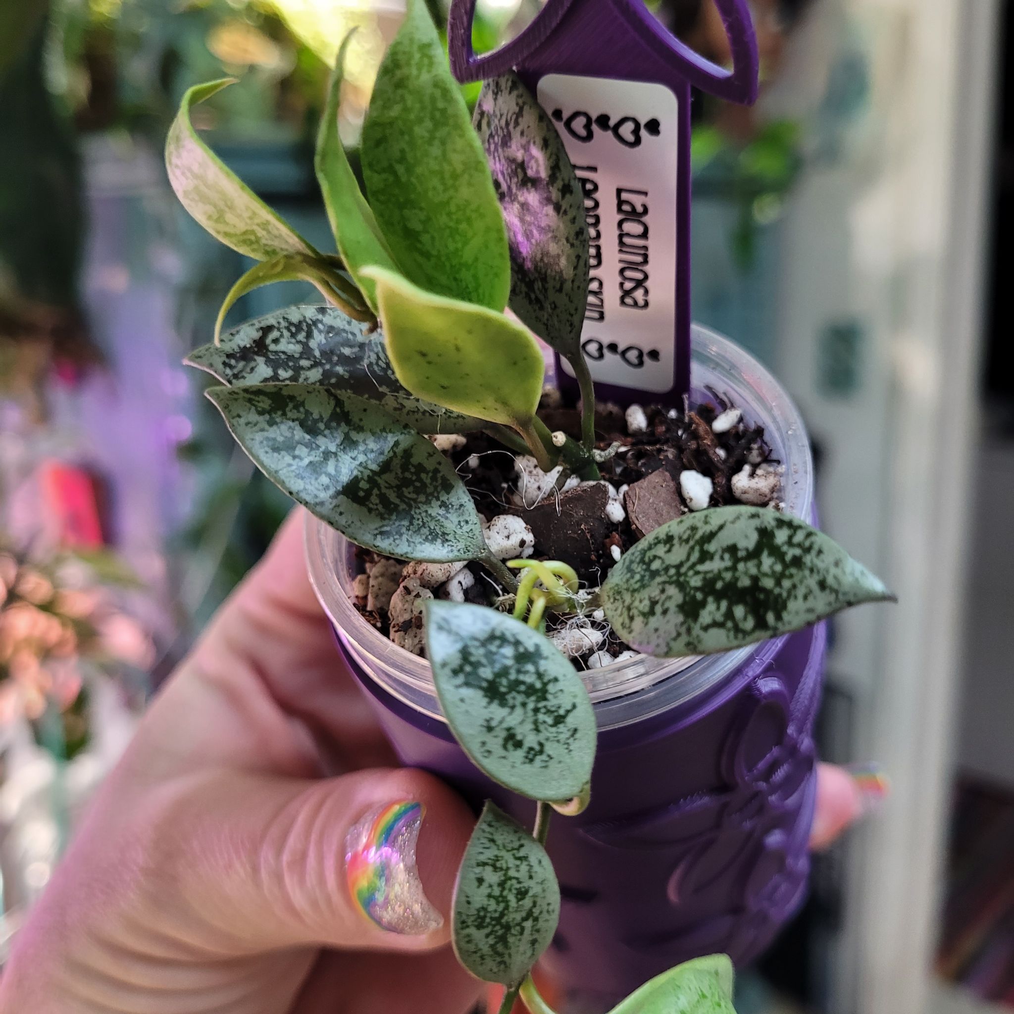 Photo of the plant species Hoya lacunosa 'Leopard' by @breezyx7 named H. Lacunosa Leopard Skin on Greg, the plant care app