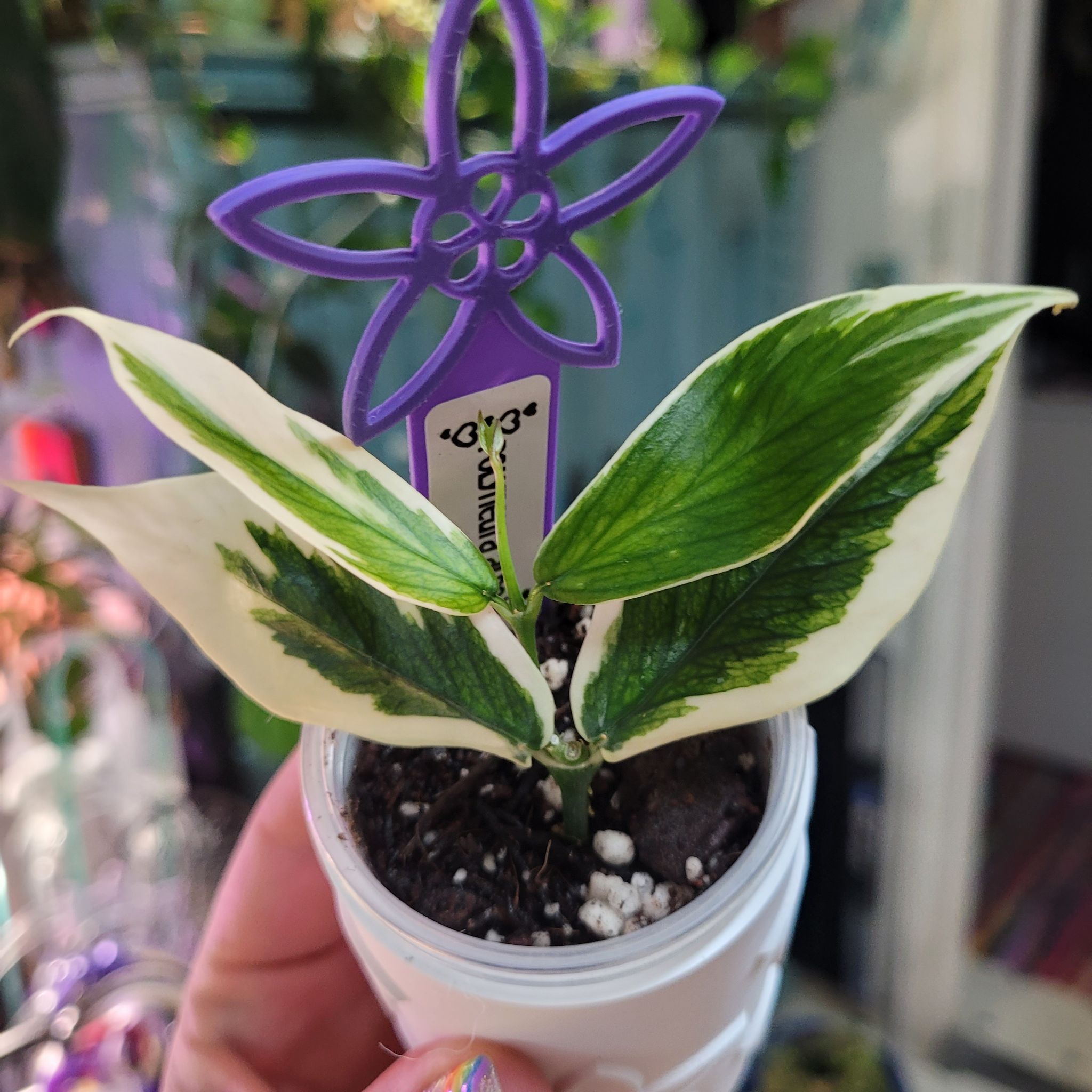 Photo of the plant species Hoya Poly Albo by @breezyx7 named H. Polyneura Albo on Greg, the plant care app