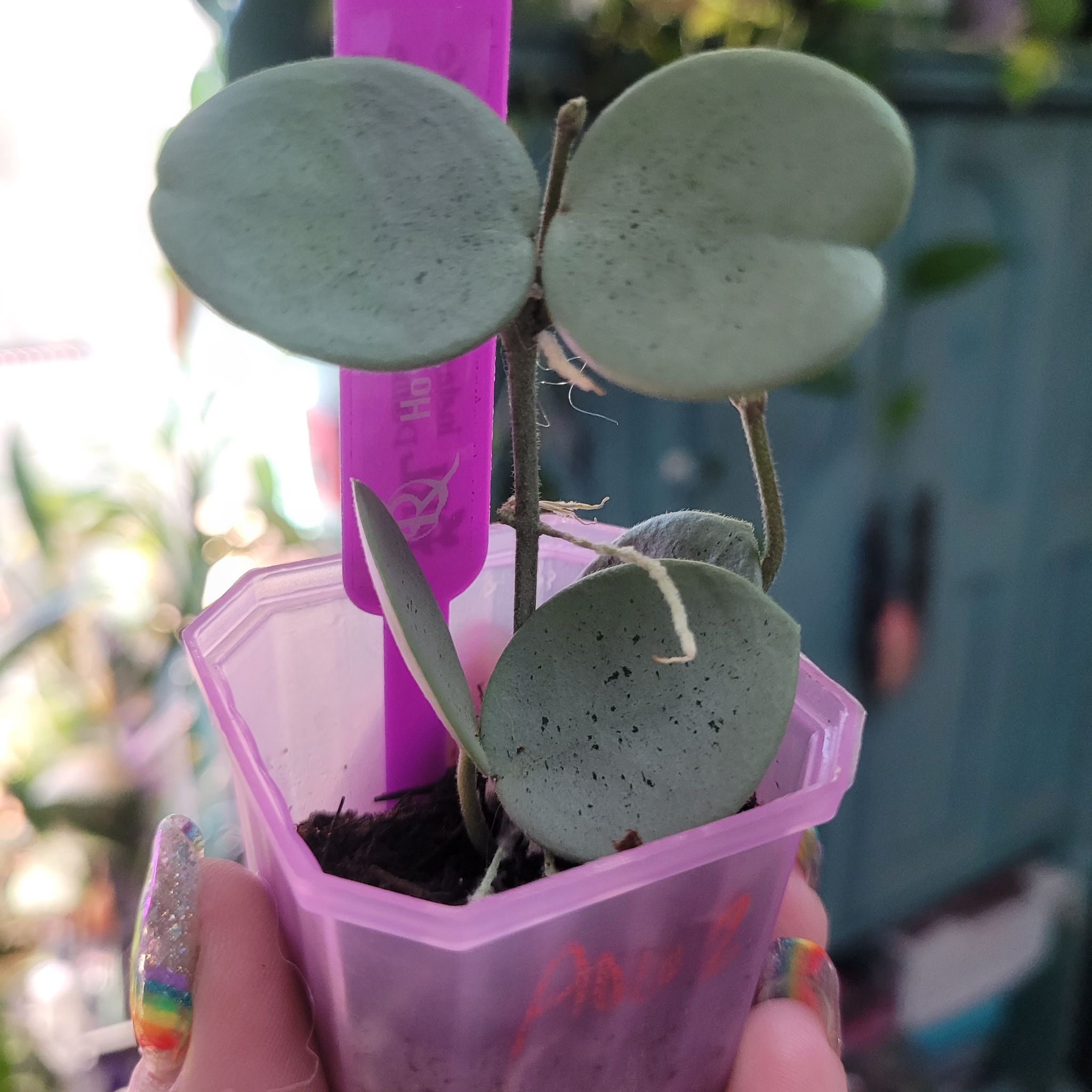Photo of the plant species Hoya 'Grey Fairy' by @breezyx7 named H. Grey Fairy on Greg, the plant care app
